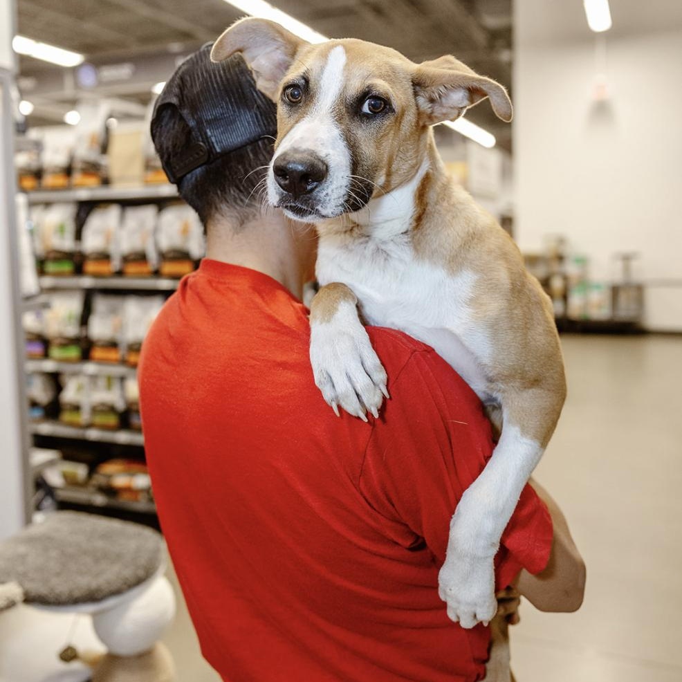 Rylo, a Adoptable mixed breed in Clovis, NM image 3/6