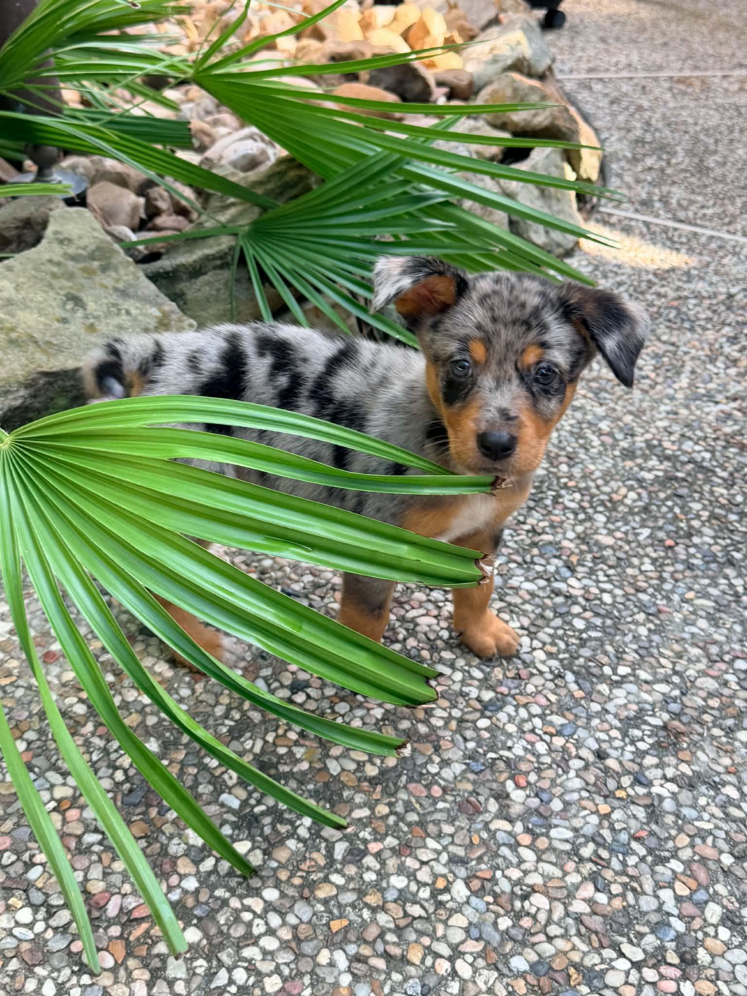 Rusty, adopted, Puppy Male Australian Shepherd & Australian Cattle Dog / Blue Heeler.