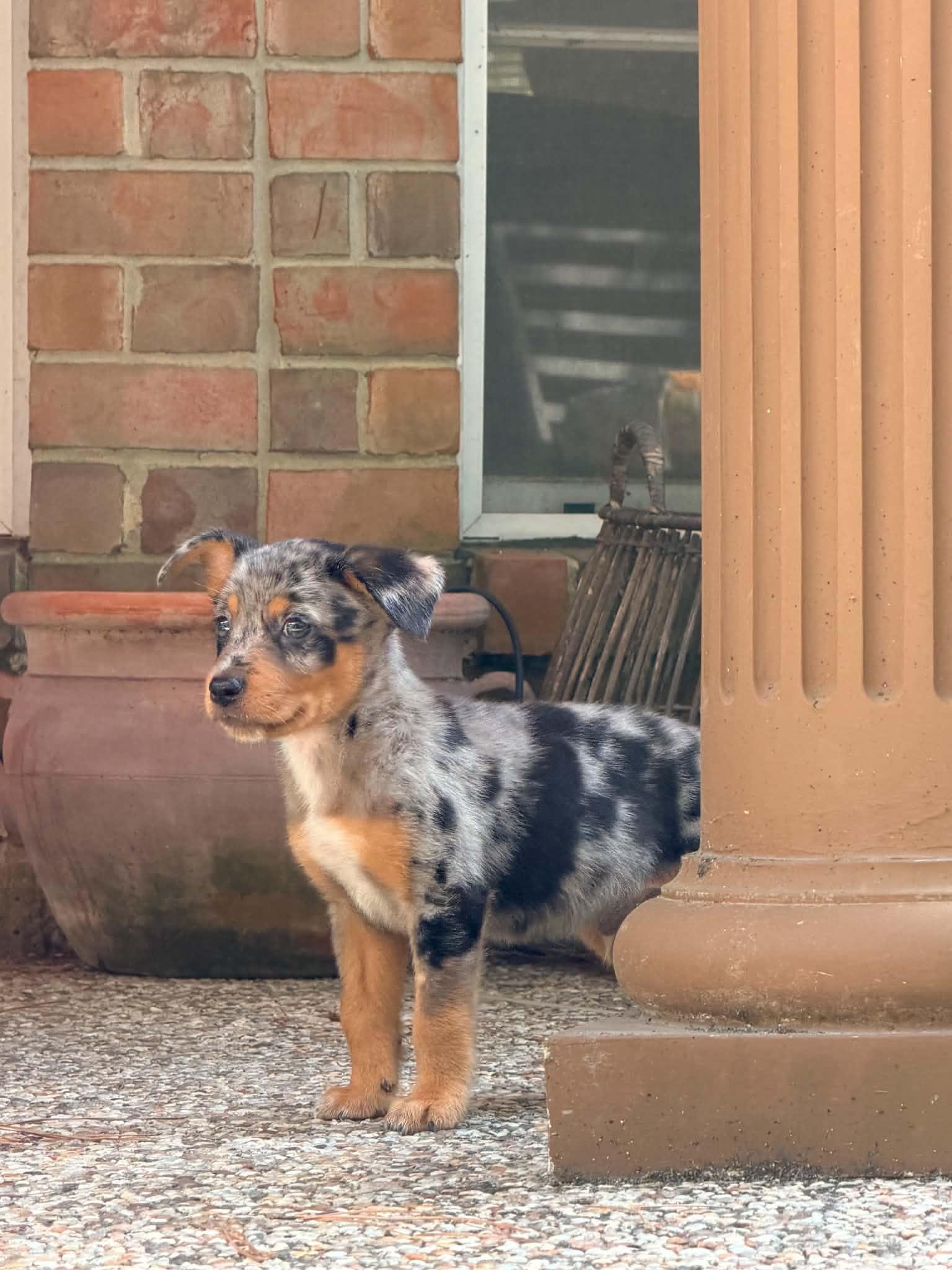 Rusty, an adopted mixed breed in Humble, TX image 2/4