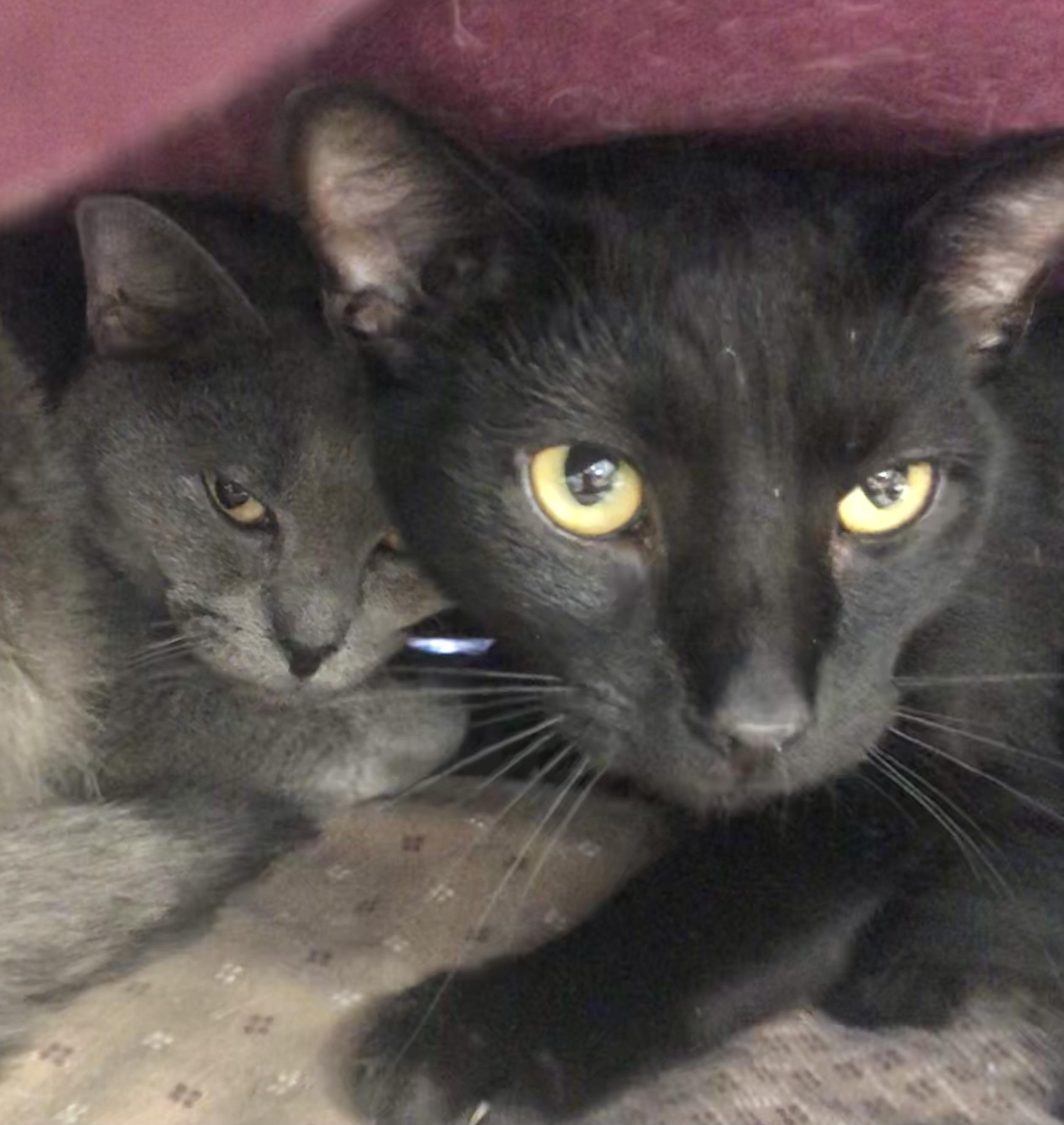 Enlarge Yin & Yang, a ADOPTABLE mixed breed in Parma, OH image 2/2