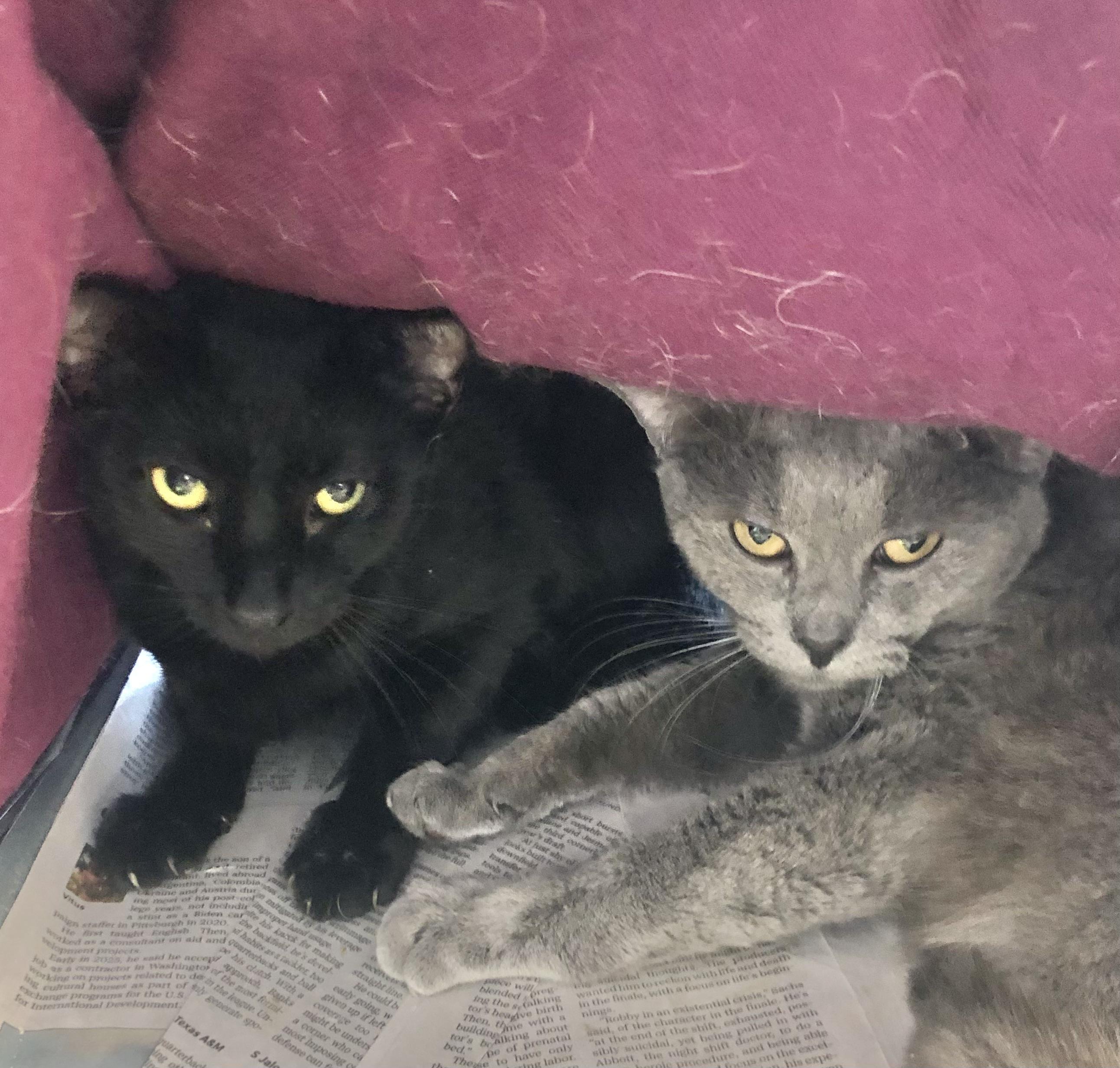 Enlarge Yin & Yang, a ADOPTABLE mixed breed in Parma, OH image 1/2
