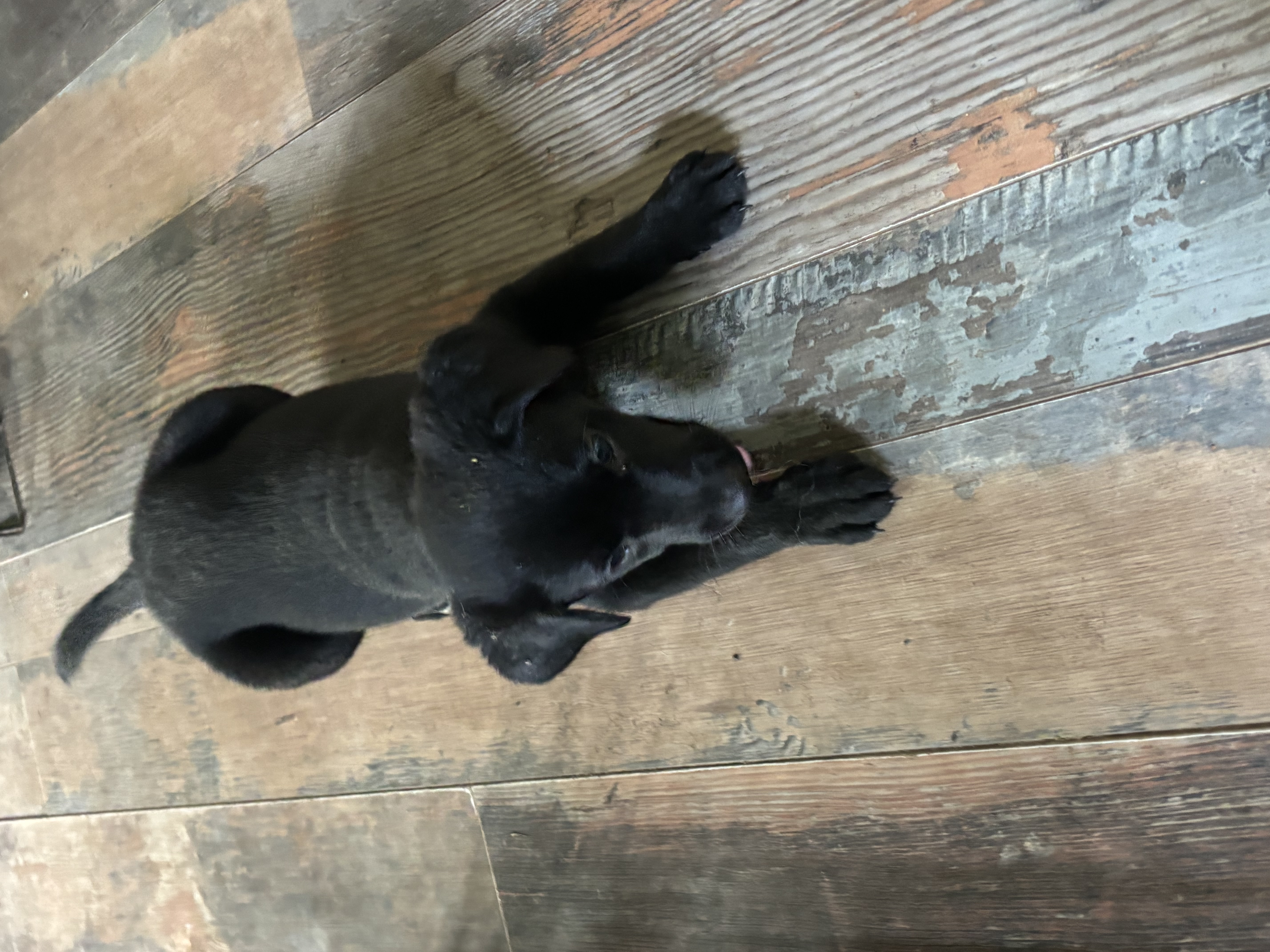 Grace, Adopted, Puppy Female Black Labrador Retriever.