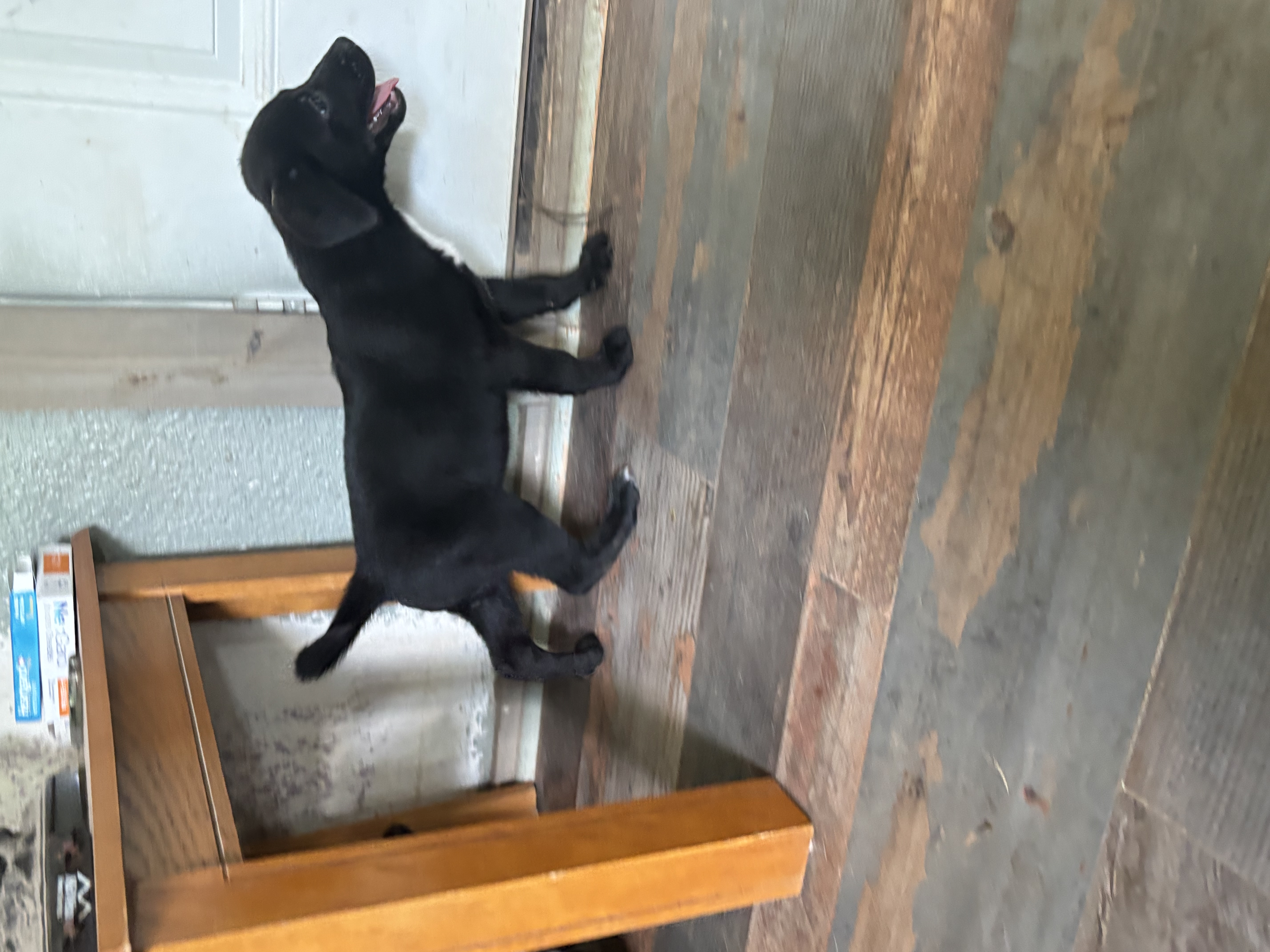 Enlarge Grace, a Adopted Black Labrador Retriever in Fountain, CO image 2/2