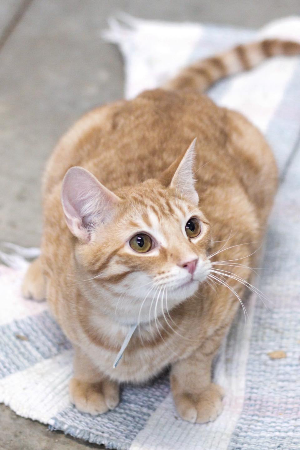 Enlarge Spark, an adopted Domestic Short Hair in Calhoun, KY image 4/5