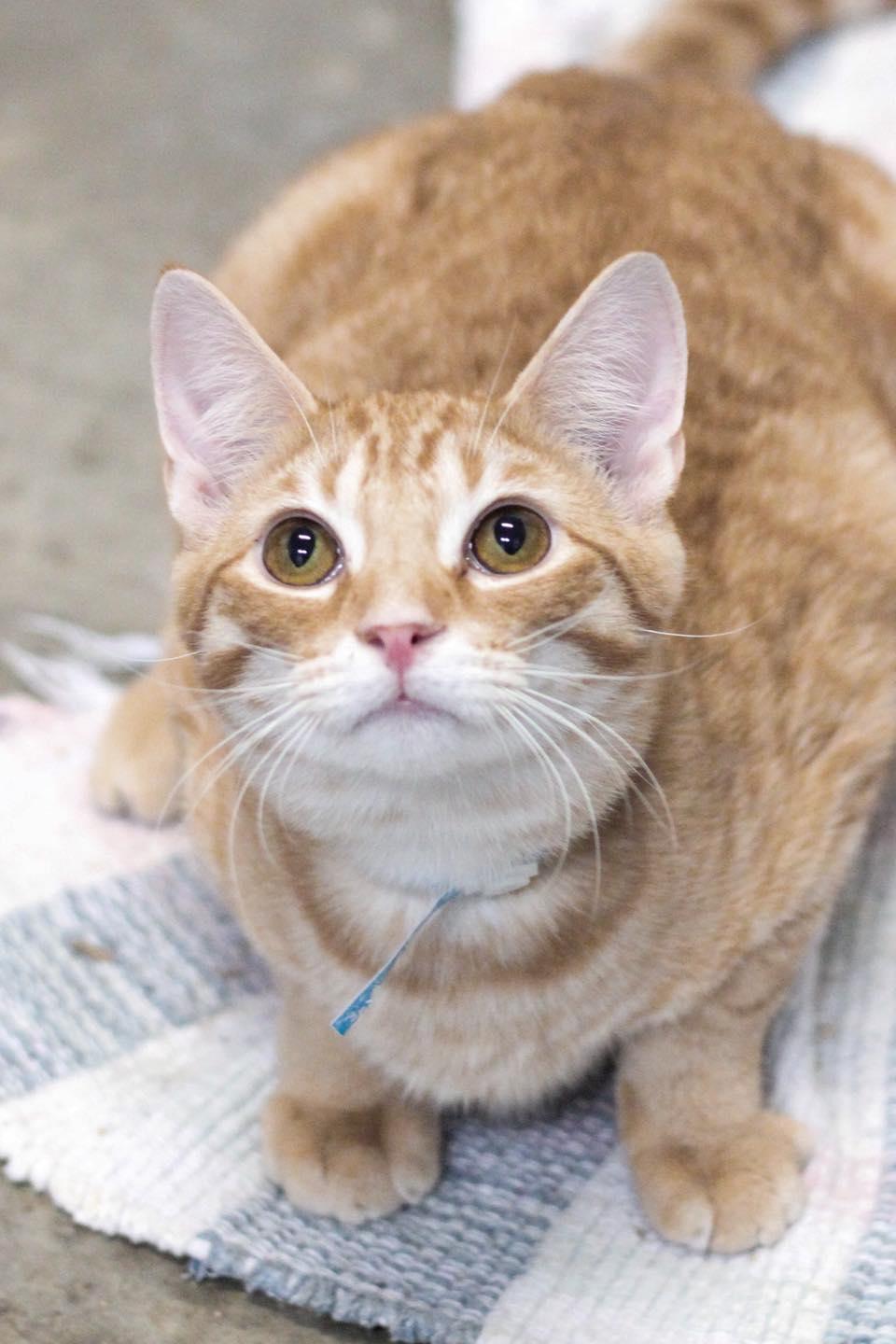 Spark, adopted, Young Male Domestic Short Hair.