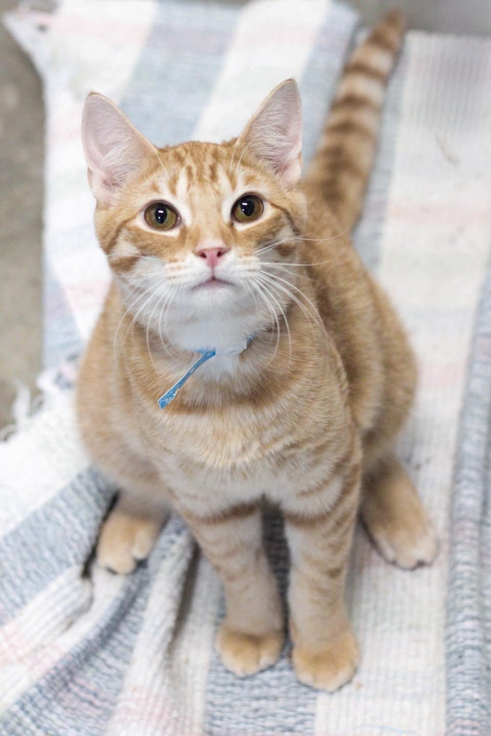 Enlarge Spark, an adopted Domestic Short Hair in Calhoun, KY image 3/5