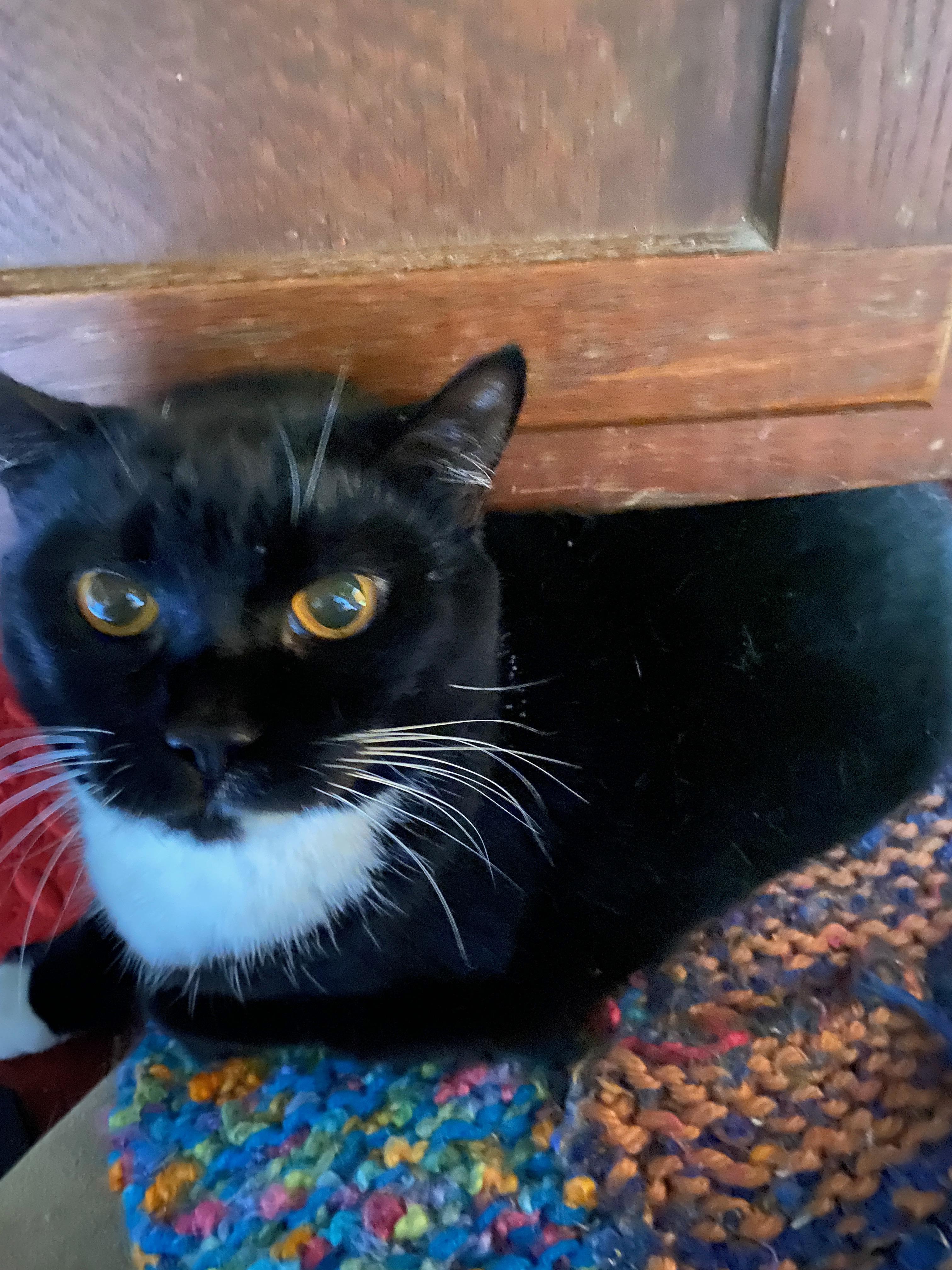 Sophie, a Adoptable Domestic Short Hair in Blackstone, MA image 1/4