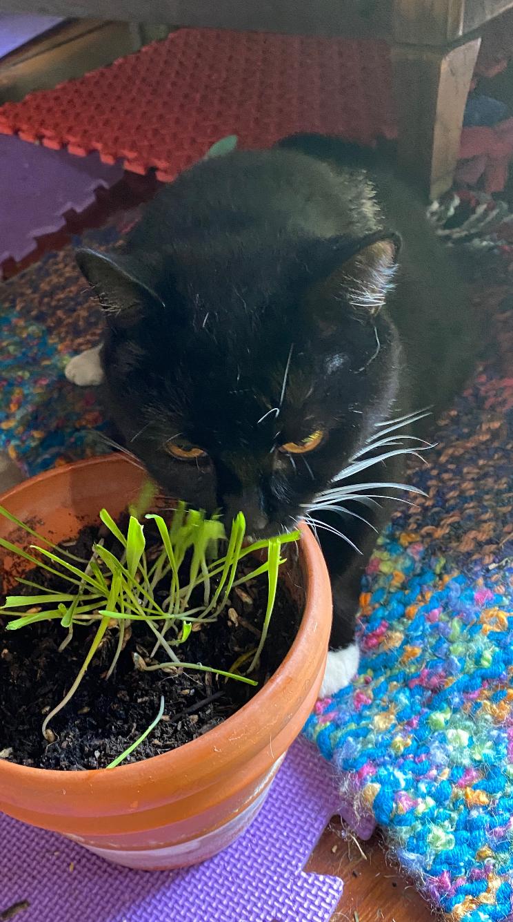 Sophie, a Adoptable Domestic Short Hair in Blackstone, MA image 2/4