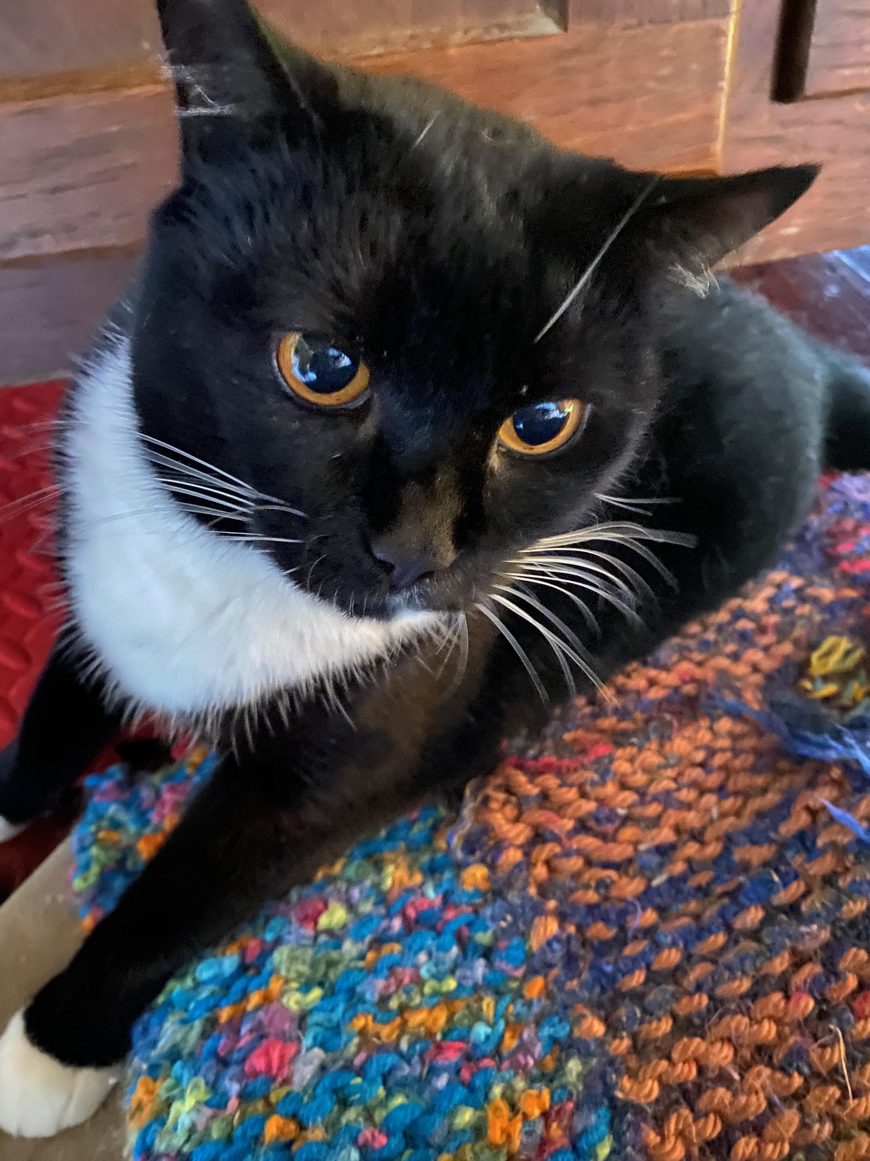 Sophie, a Adoptable Domestic Short Hair in Blackstone, MA image 3/4