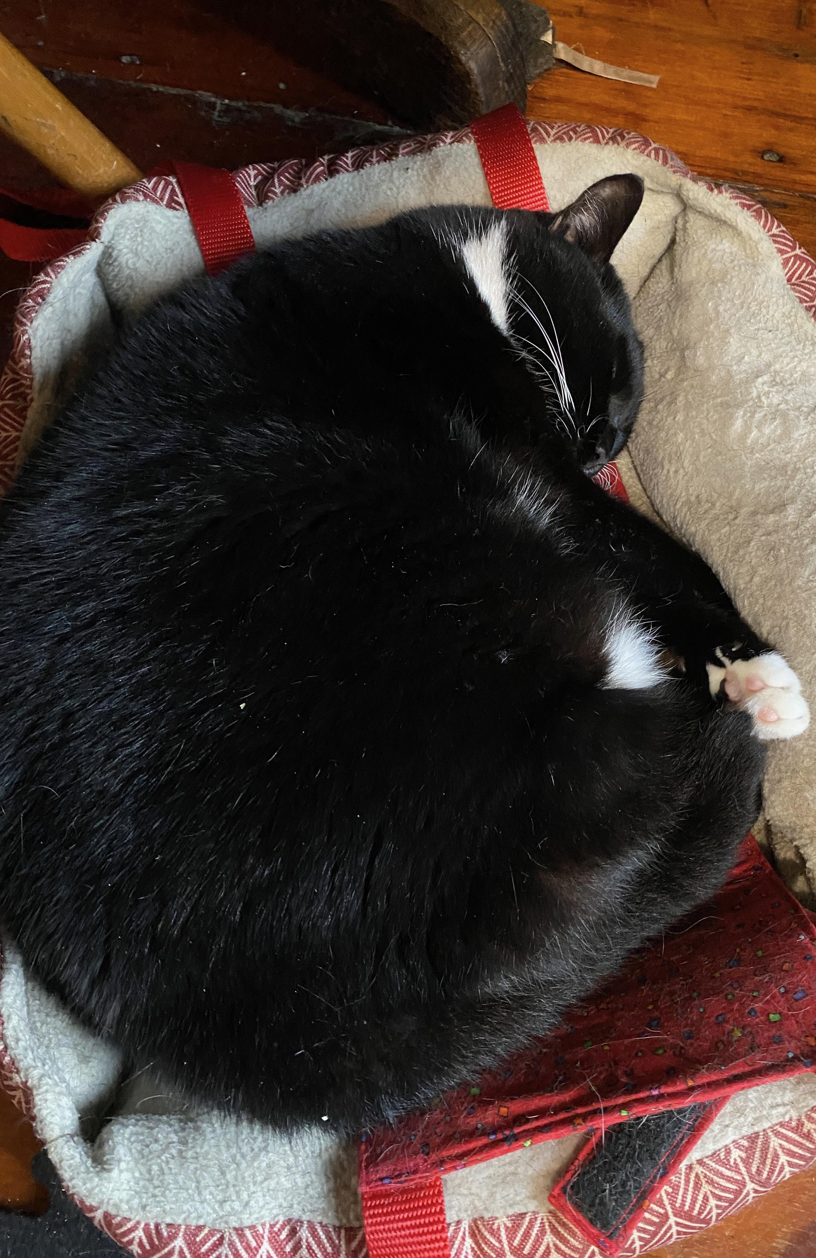 Sophie, a Adoptable Domestic Short Hair in Blackstone, MA image 4/4