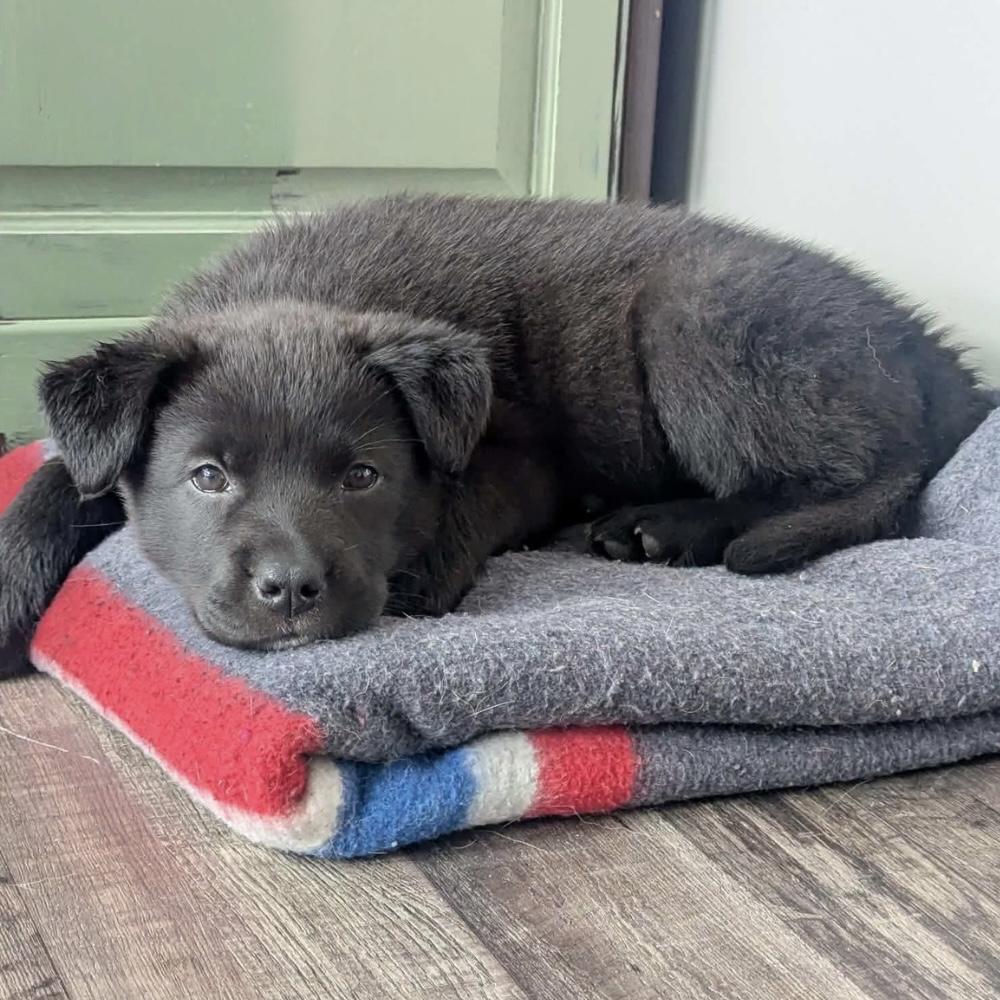 Rollie, a Adoptable mixed breed in Winnipeg, MB image 5/5