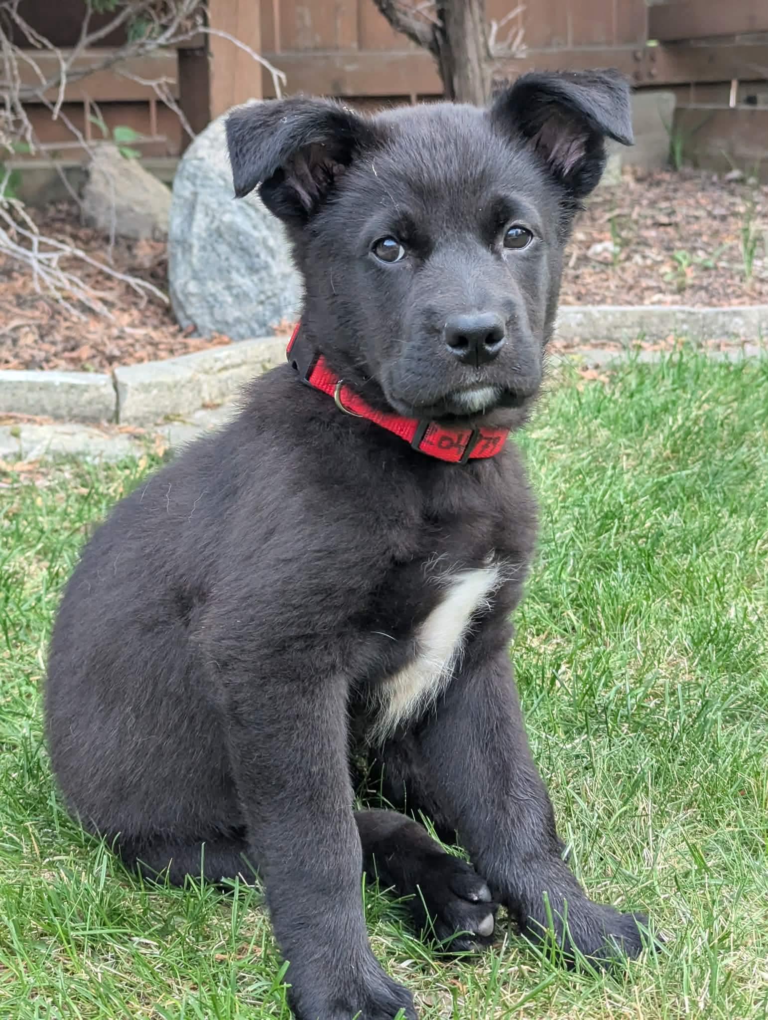 Rollie, Adoptable, Puppy Male Black Labrador Retriever.