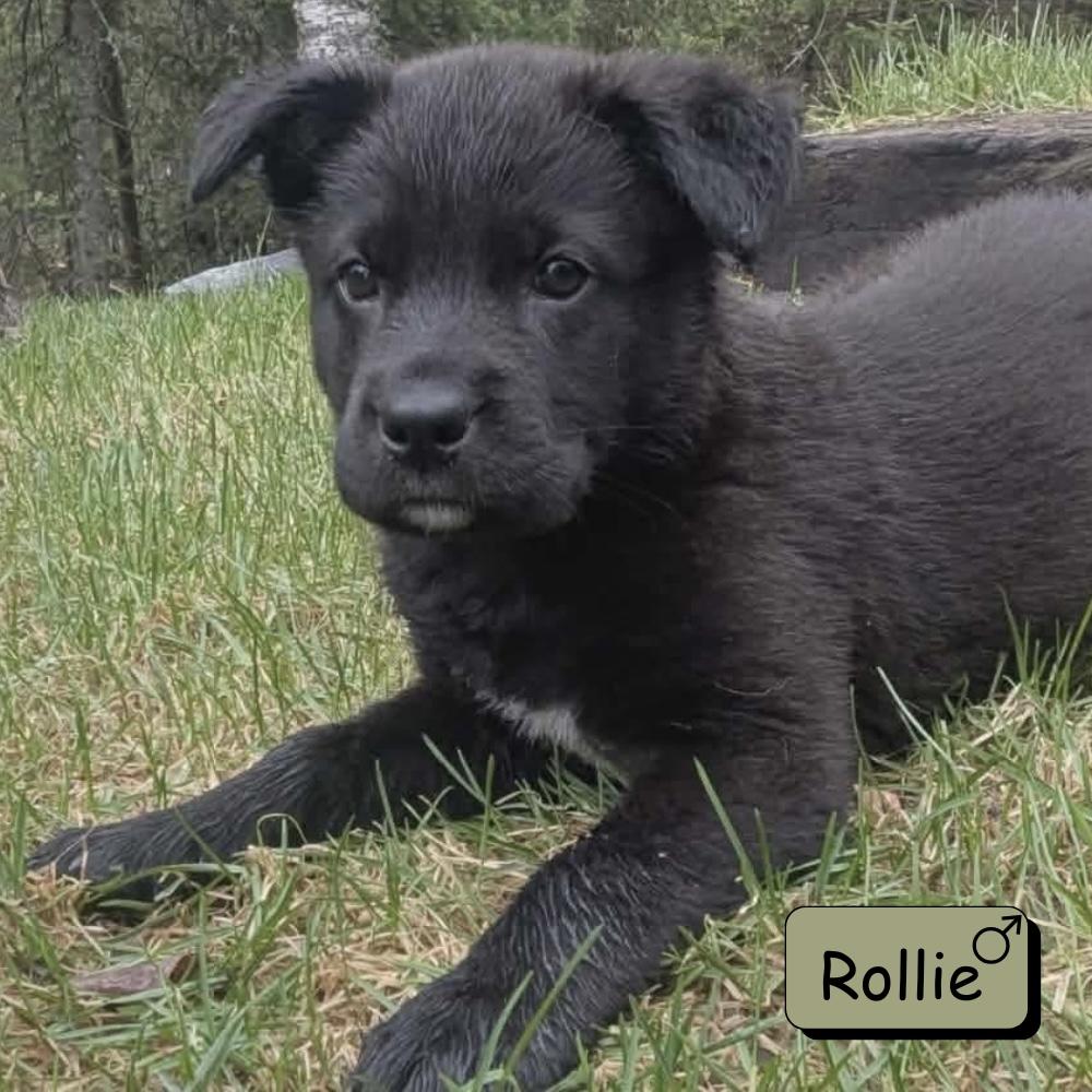 Rollie, a Adoptable mixed breed in Winnipeg, MB image 3/5