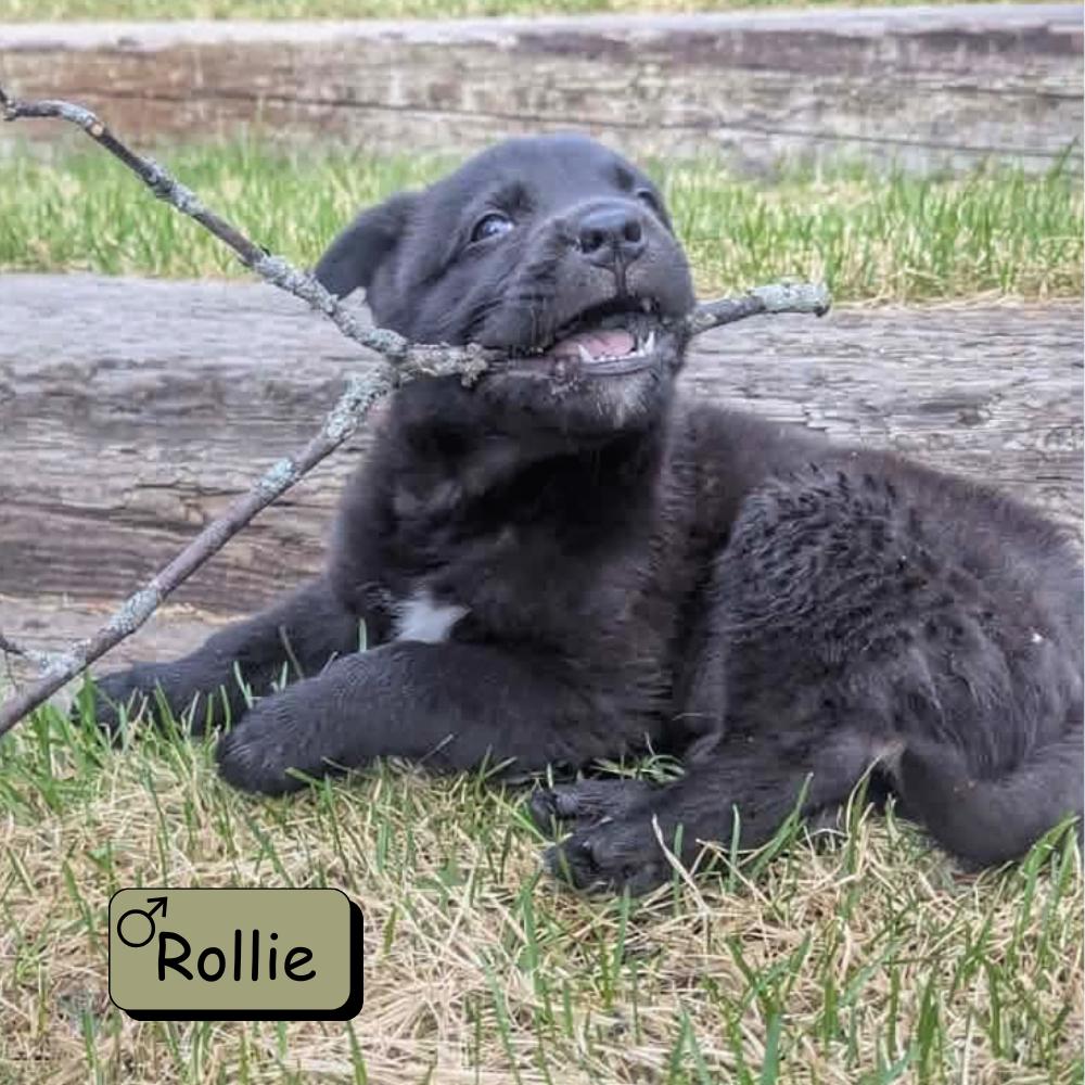 Rollie, a Adoptable mixed breed in Winnipeg, MB image 4/5