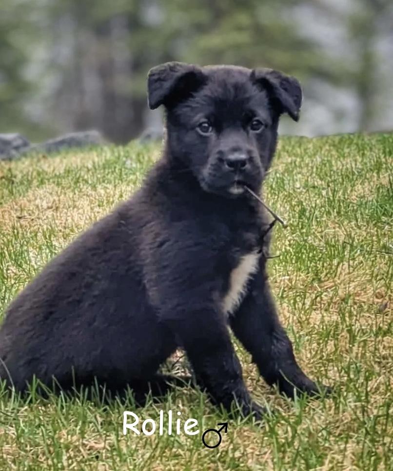 Rollie, a Adoptable mixed breed in Winnipeg, MB image 2/5