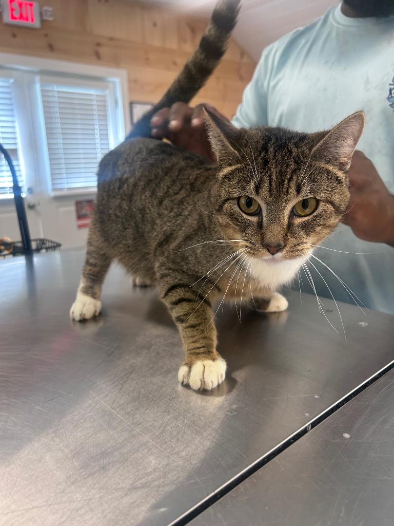 Loki, Adoptable, Young Male Domestic Short Hair.