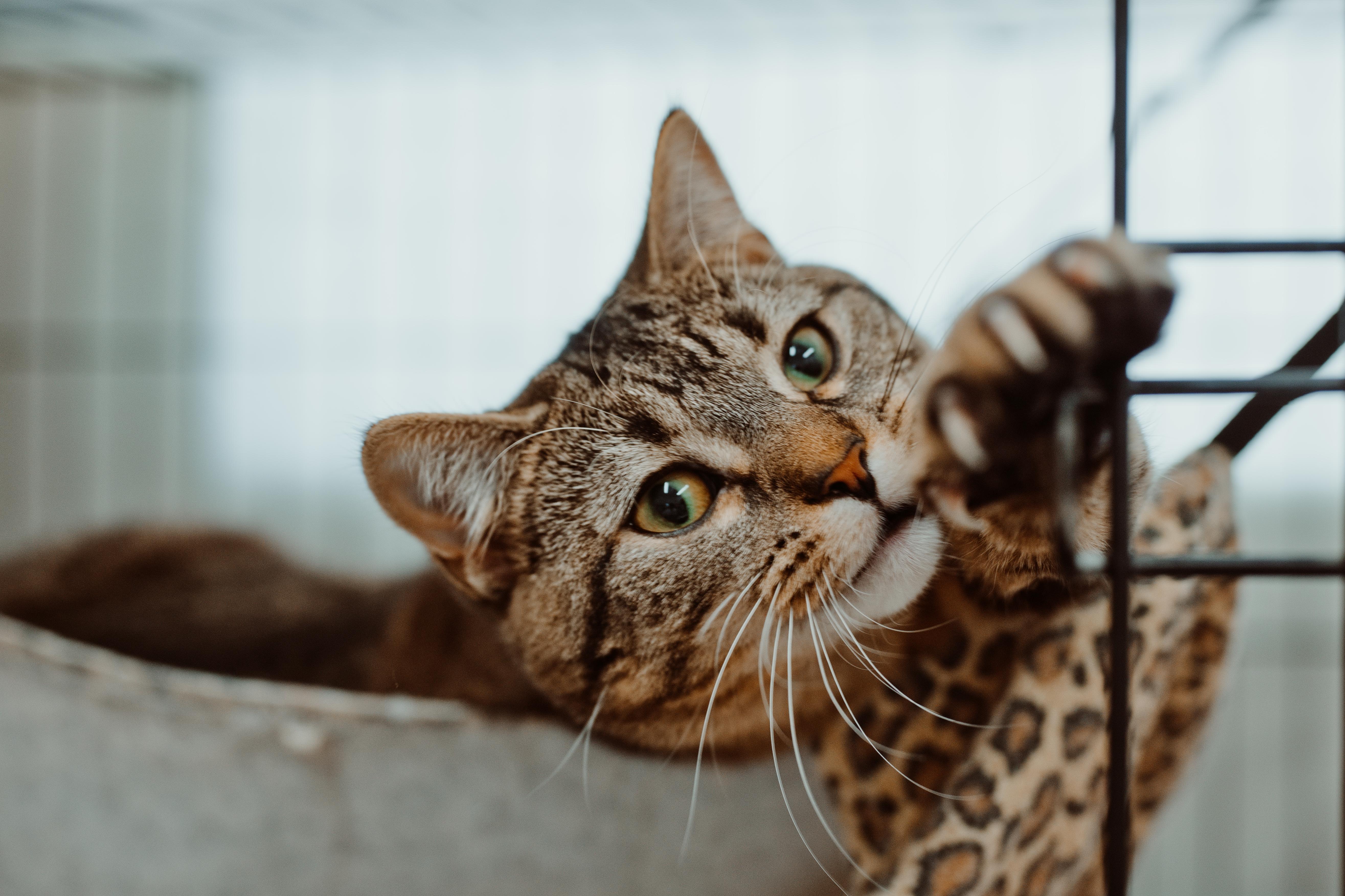 Enlarge Jude, an adopted Domestic Short Hair in Le Mars, IA image 1/1
