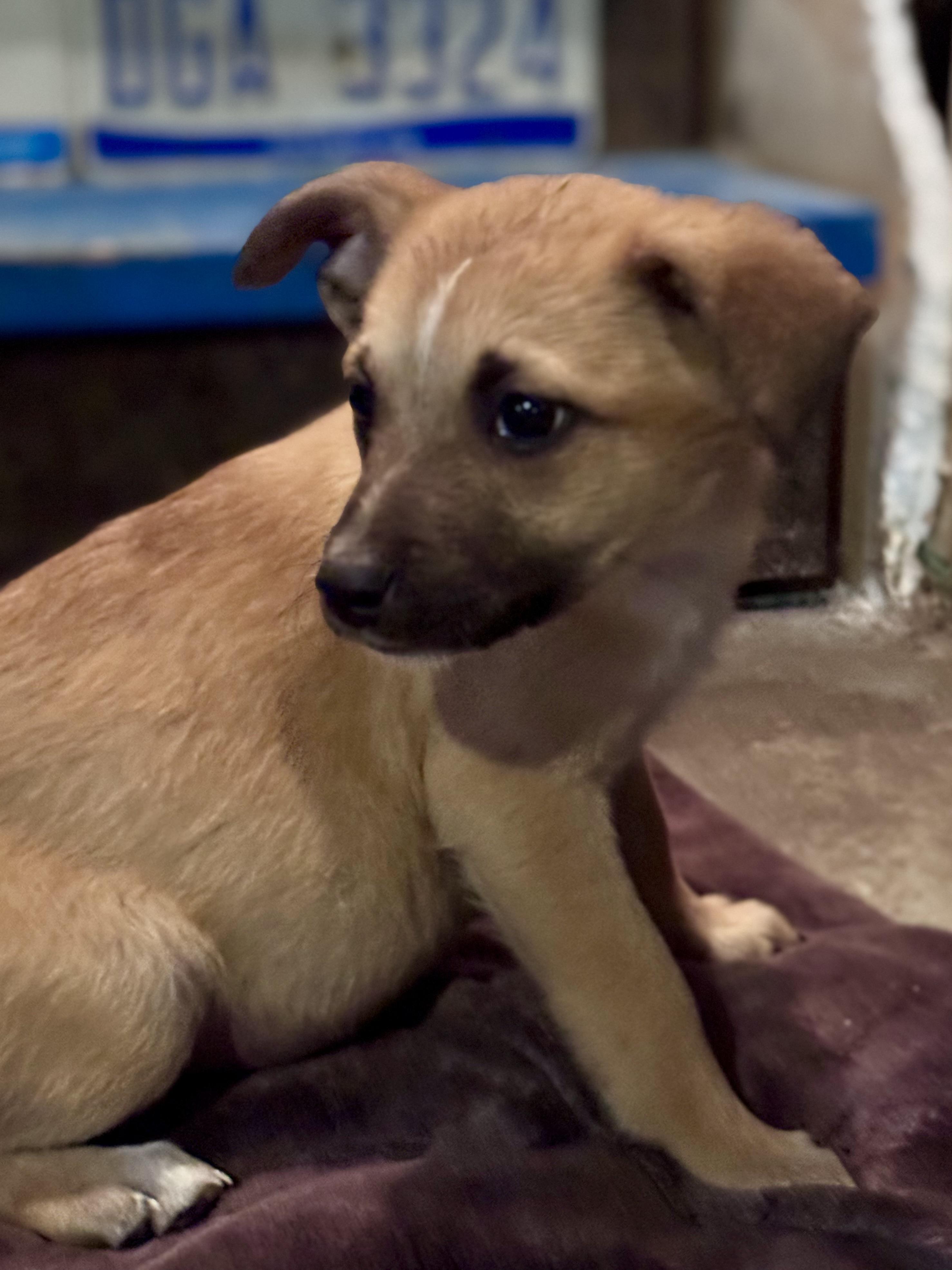 Tate, ADOPTABLE, Puppy Female Mixed Breed.