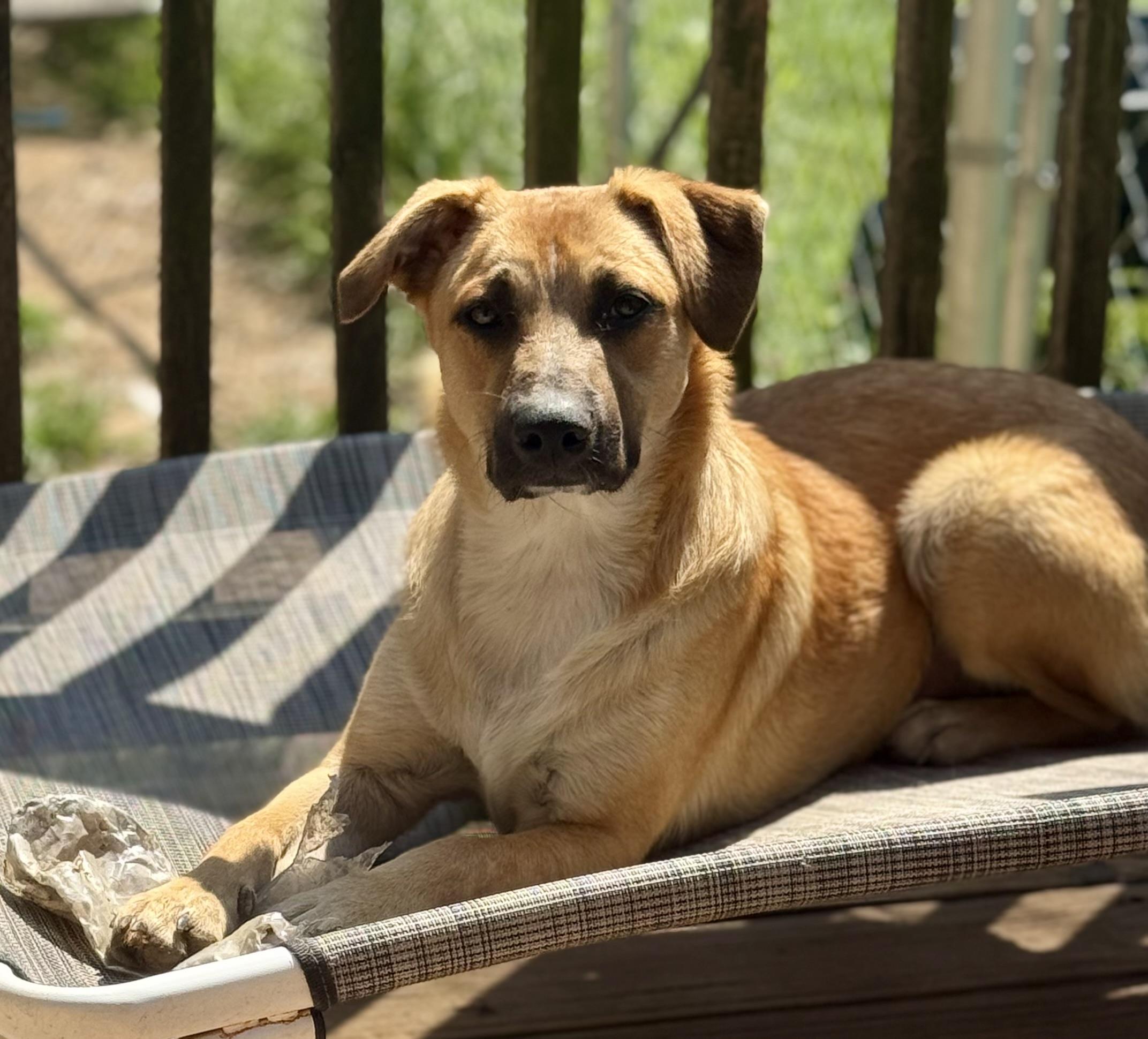 Tate McRuff, ADOPTABLE, Young Female Mixed Breed.