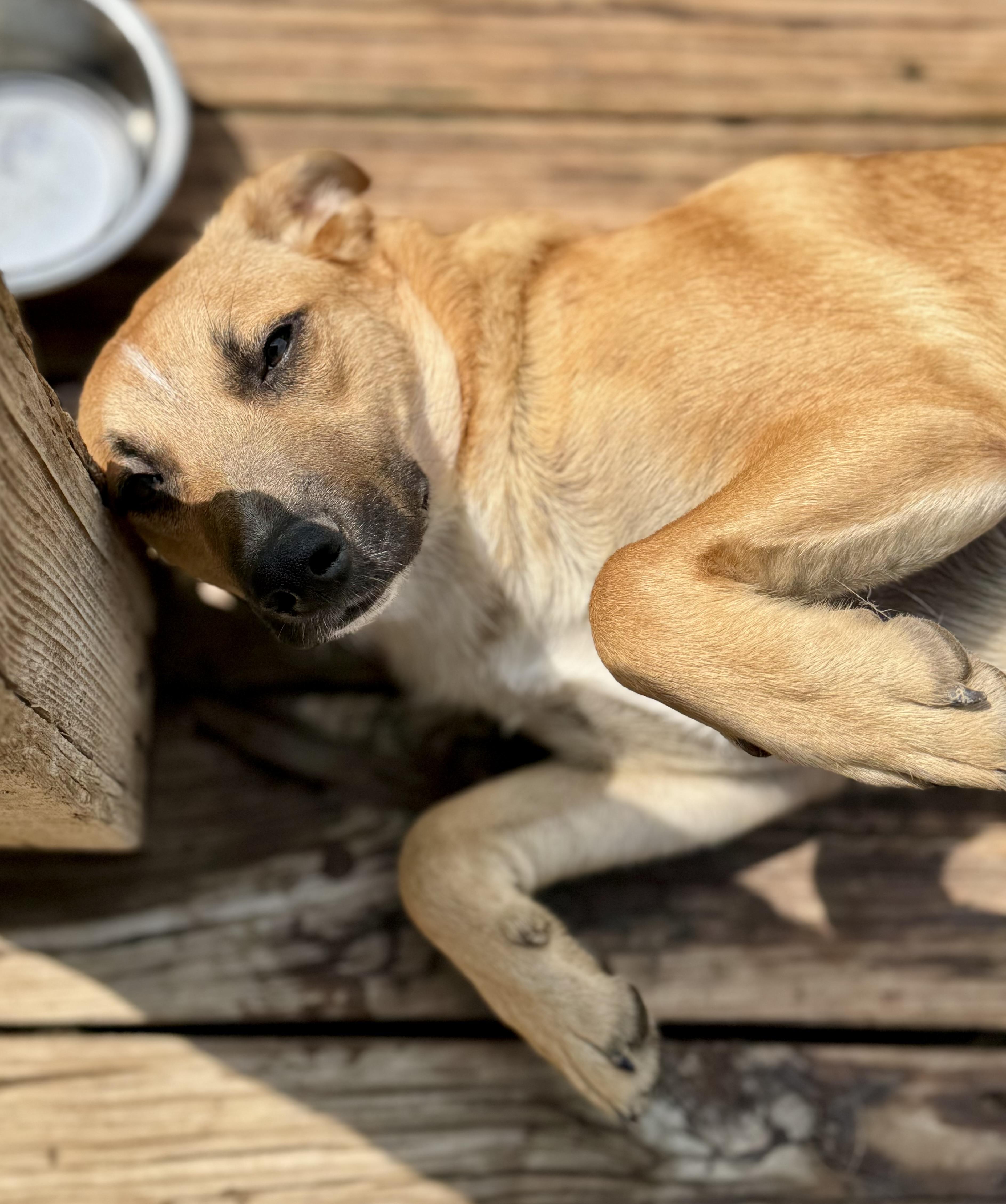 Tate McRuff, a ADOPTABLE mixed breed in Washington, MO image 4/4