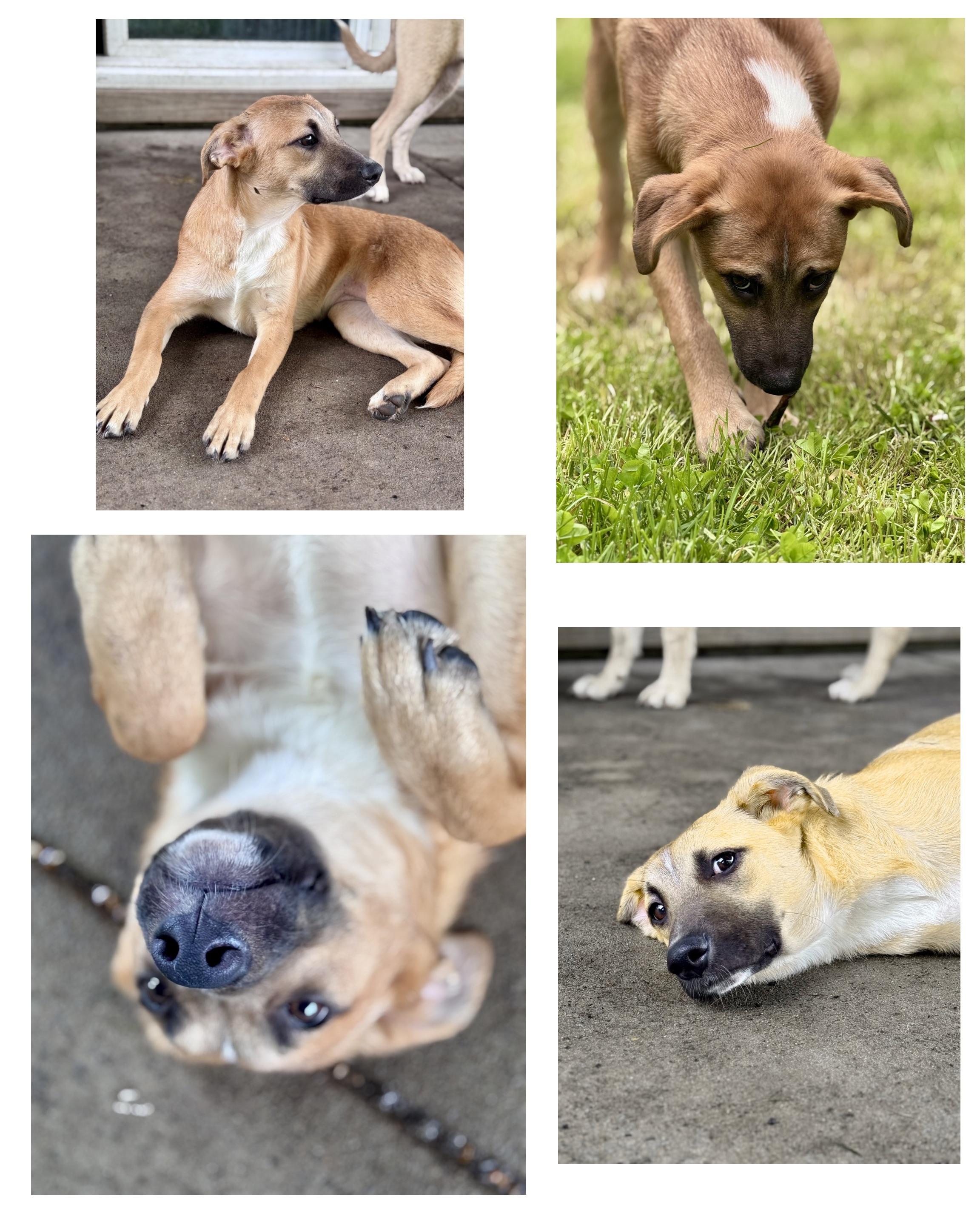 Tate McRuff, ADOPTABLE, Young Female Mixed Breed.