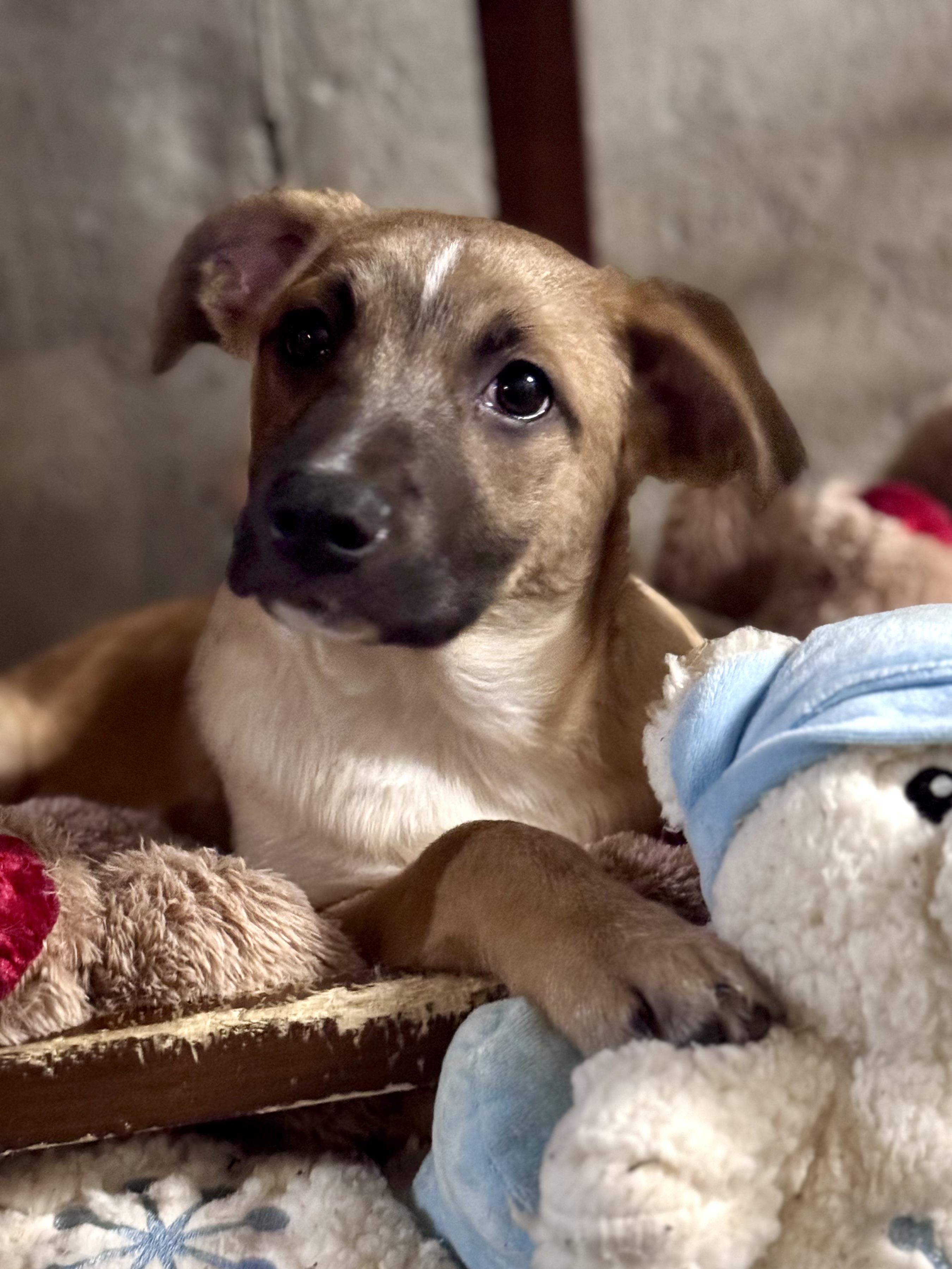 Tate McRuff, ADOPTABLE, Young Female Mixed Breed.