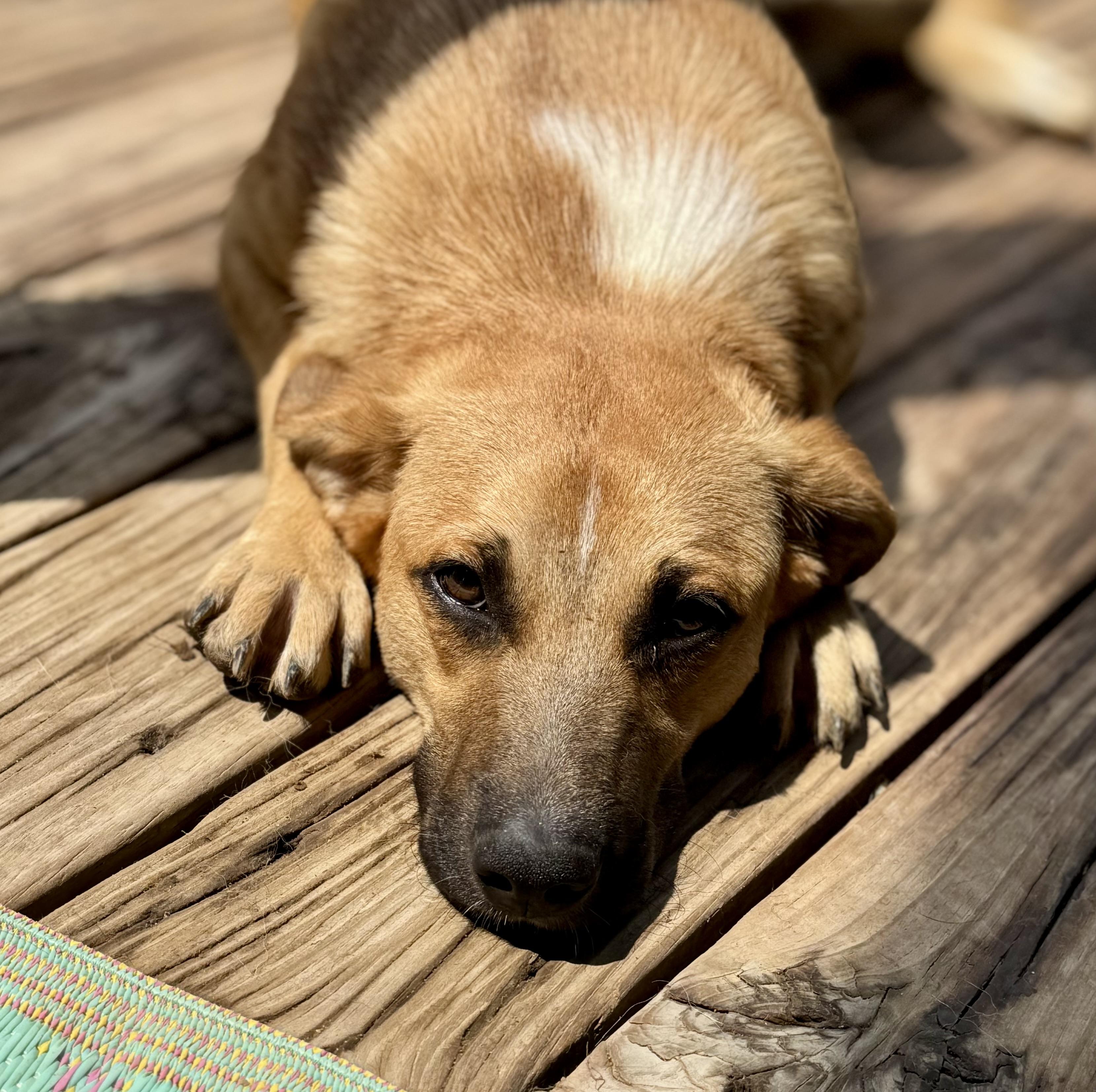 Tate McRuff, a ADOPTABLE mixed breed in Washington, MO image 3/4