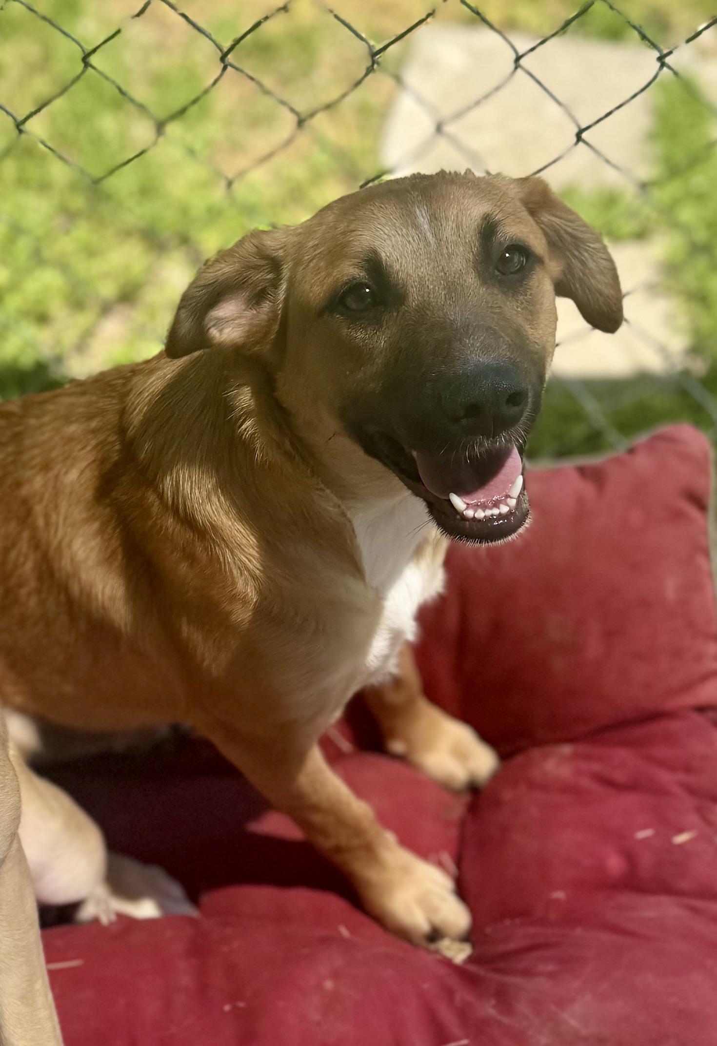Tate McRuff, ADOPTABLE, Young Female Mixed Breed.