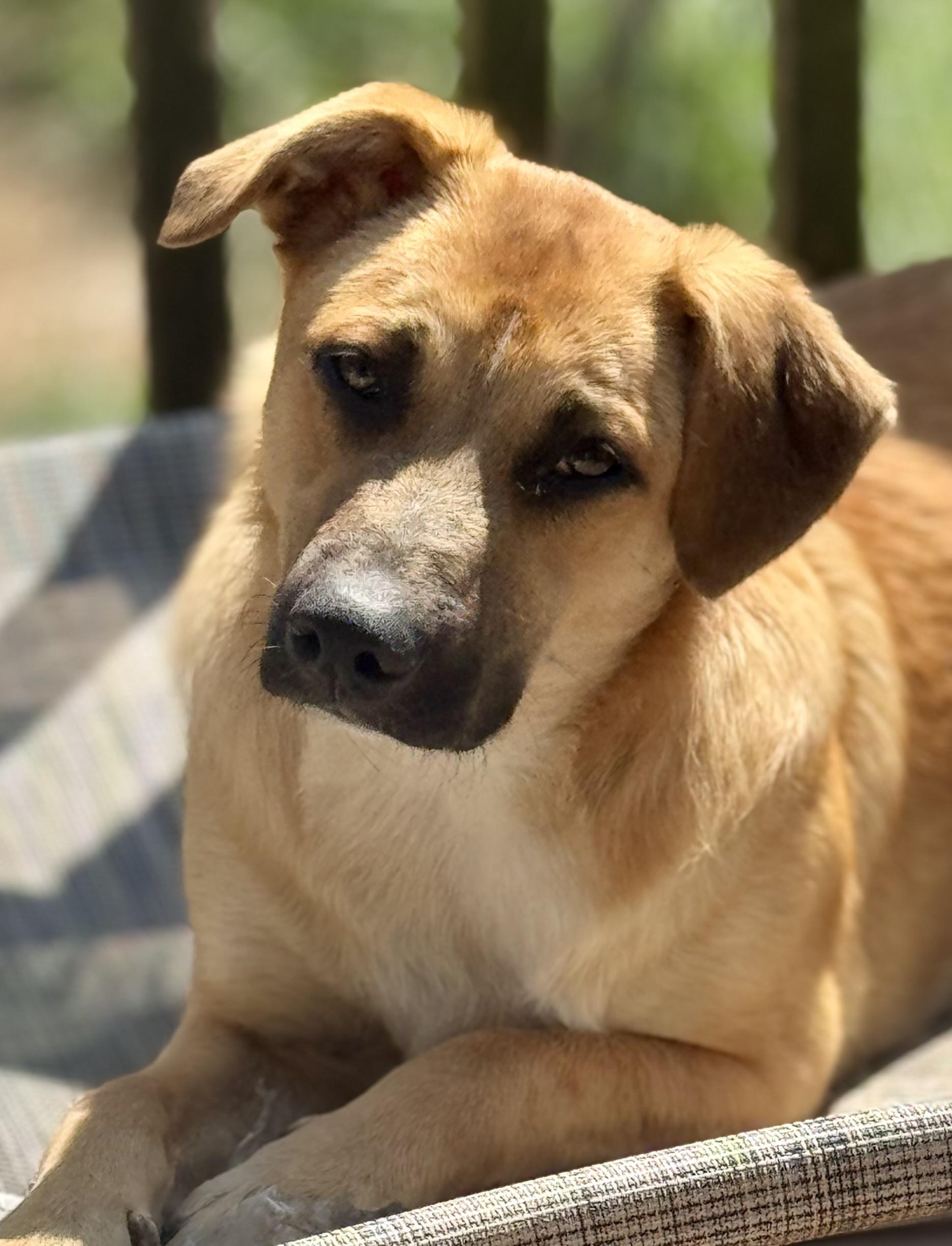 Tate McRuff, a ADOPTABLE mixed breed in Washington, MO image 2/4