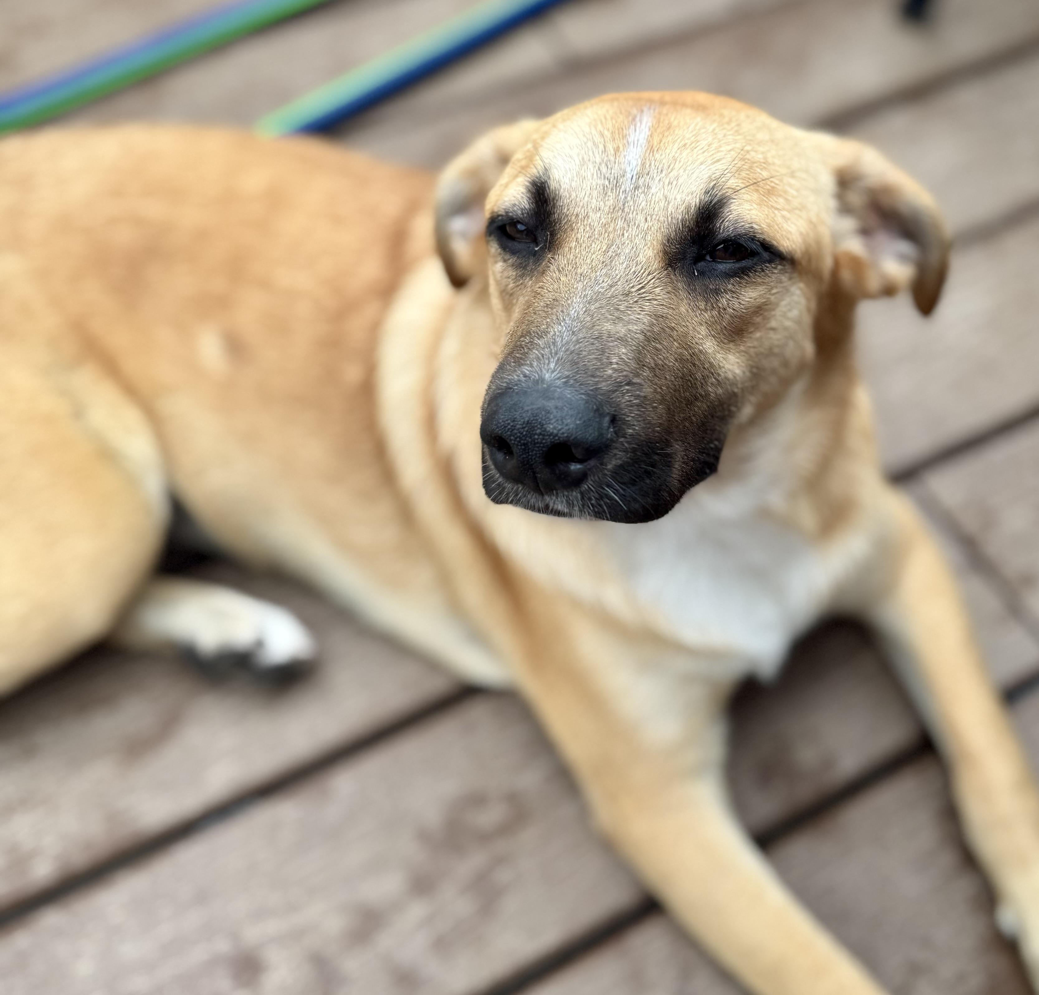 Tate McRuff, ADOPTABLE, Young Female Mixed Breed.
