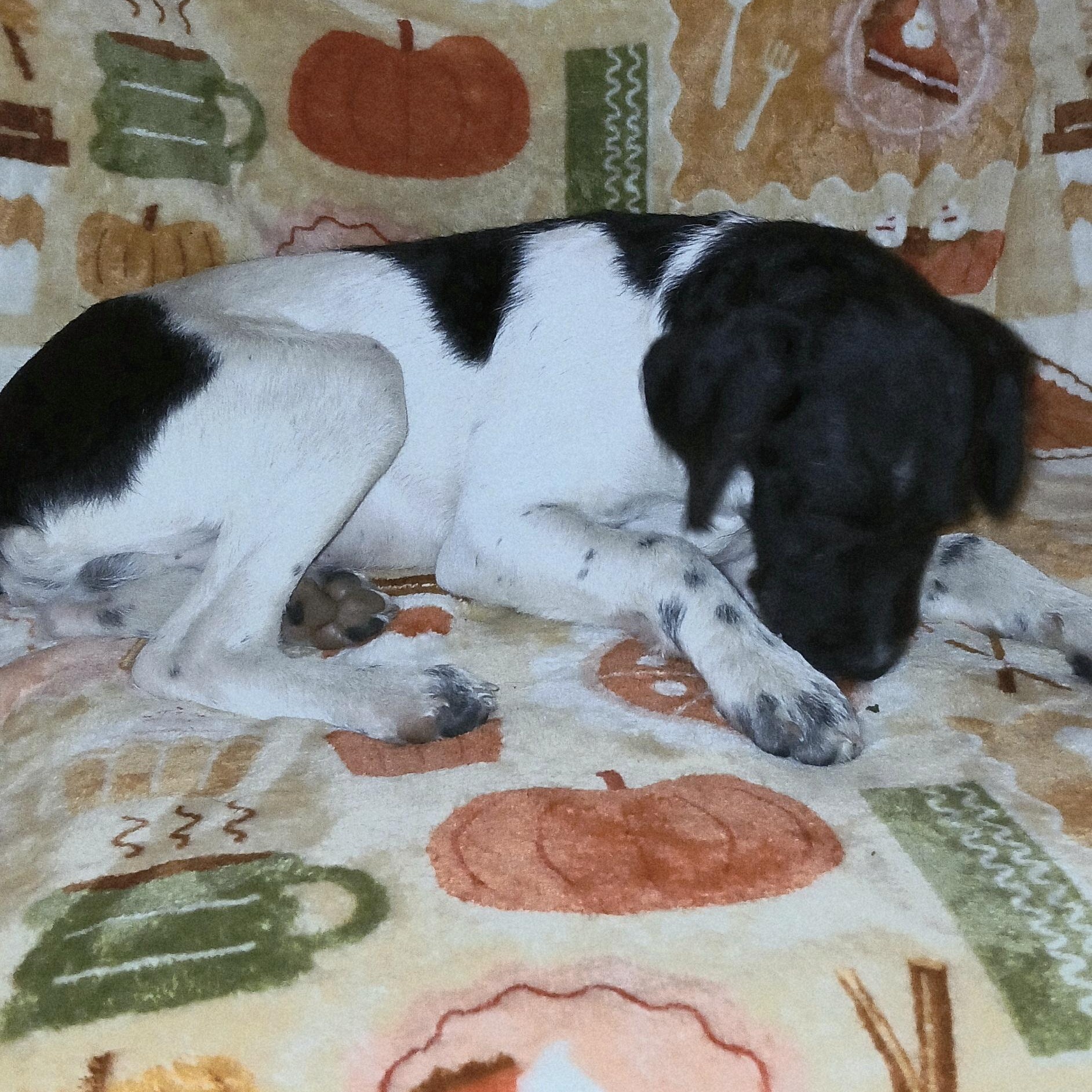 Tobias, a Adoptable Mixed Breed in Kenosha, WI image 2/4