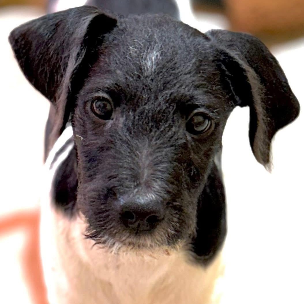 Tobias, Adoptable, Puppy Male Mixed Breed.