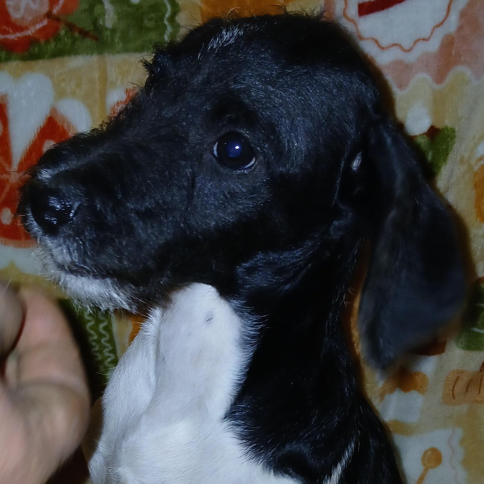 Tobias, a Adoptable Mixed Breed in Kenosha, WI image 3/4