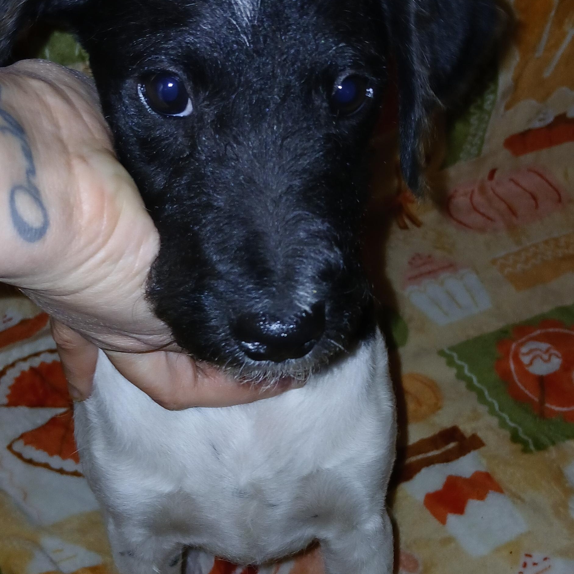 Tobias, a Adoptable Mixed Breed in Kenosha, WI image 4/4