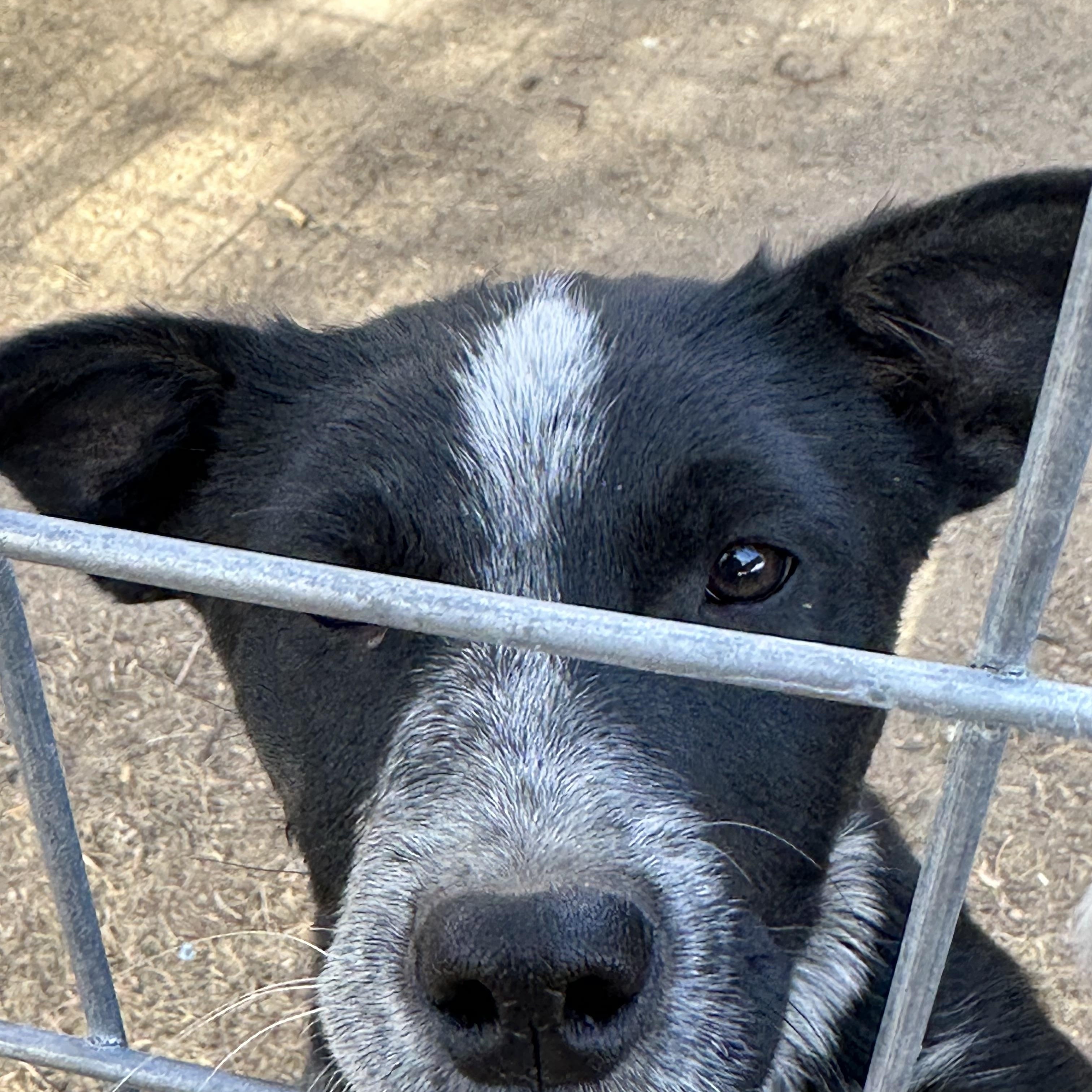 BOOTS, a ADOPTABLE mixed breed in Dubois, WY image 2/2