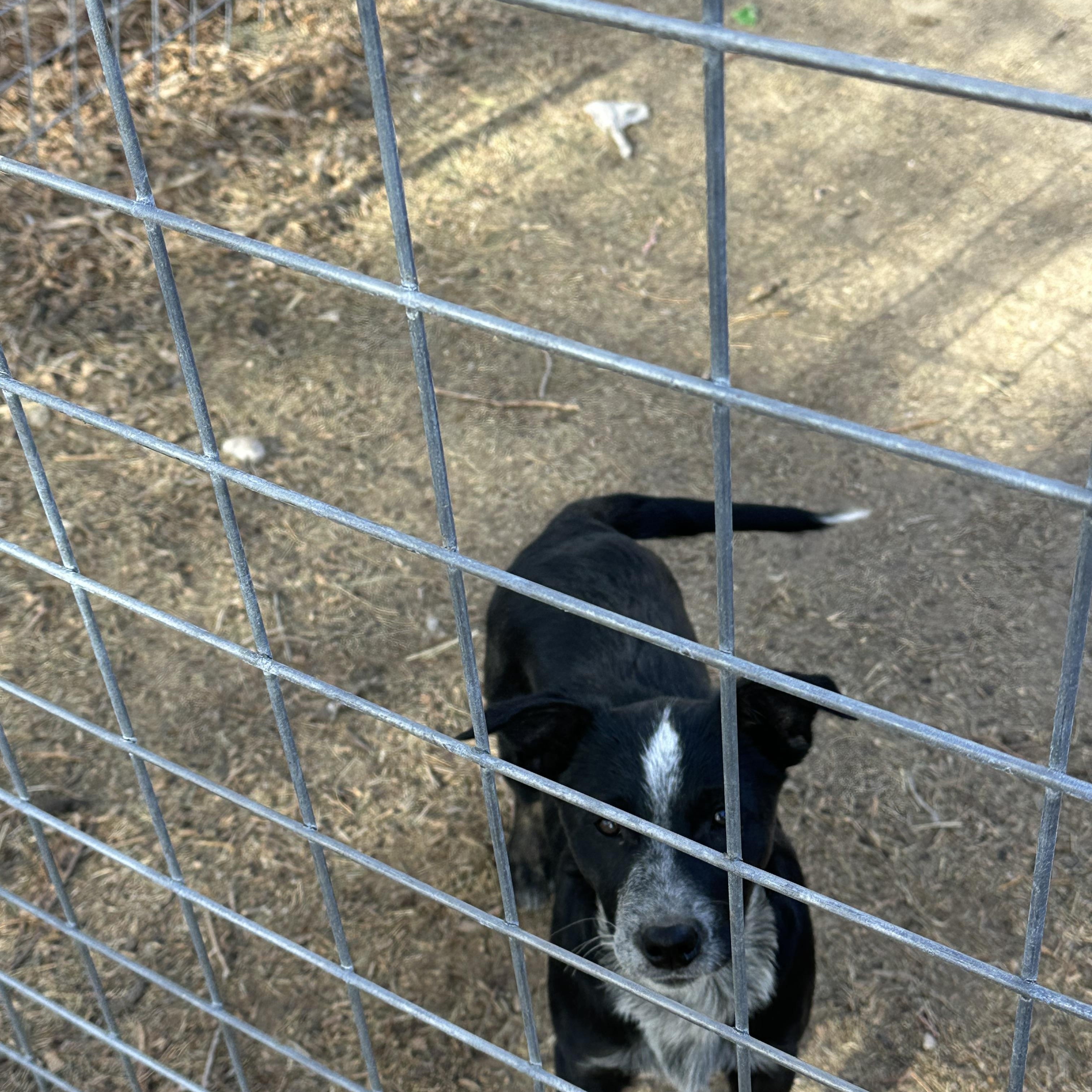 BOOTS, ADOPTABLE, Puppy Female Australian Cattle Dog / Blue Heeler & Airedale Terrier.