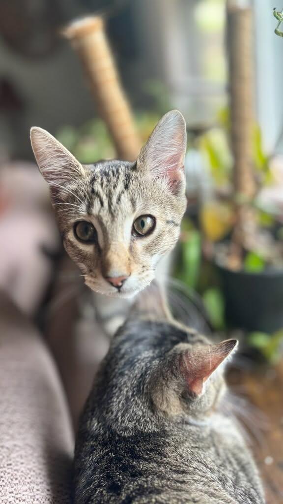 Squiggy, ADOPTABLE, Kitten Male Domestic Short Hair.