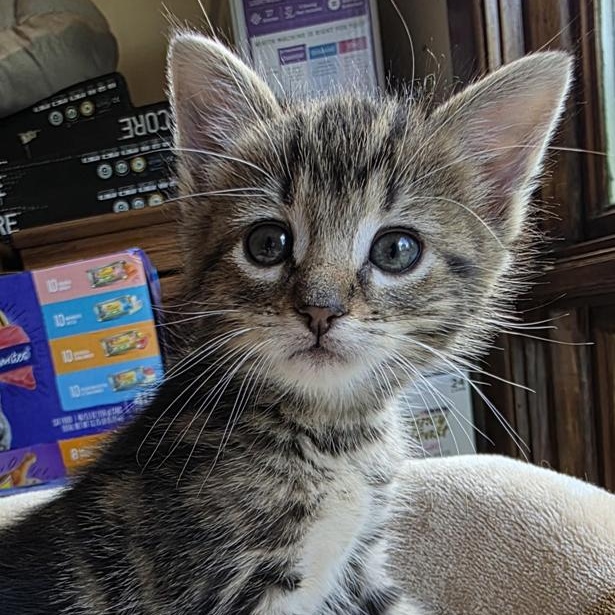 Enlarge Squiggy, a ADOPTABLE mixed breed in Johnson City, TN image 2/3