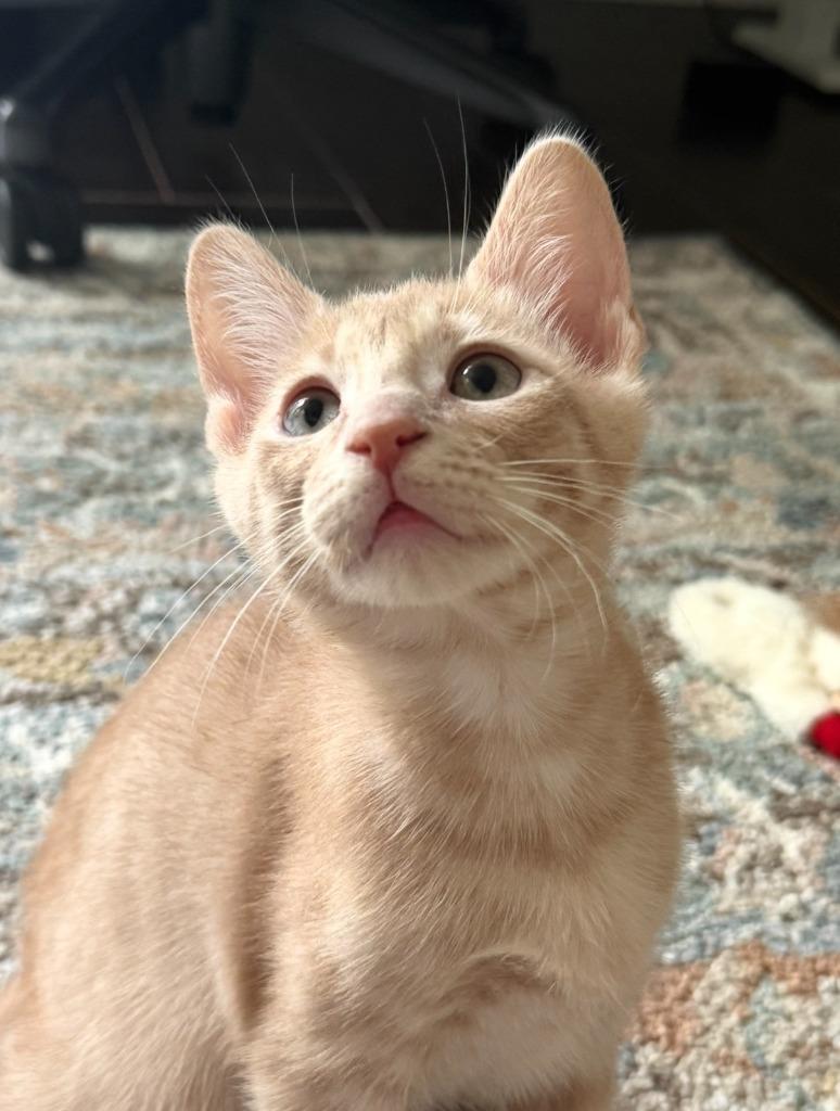 Duncan, Adoptable, Kitten Male Domestic Short Hair.