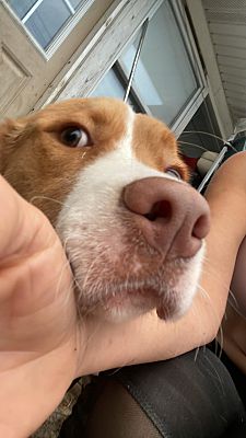 Enlarge Baby, a Adopted mixed breed in Northlake, IL image 1/2