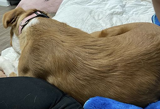 Enlarge Baby, a Adopted mixed breed in Northlake, IL image 2/2