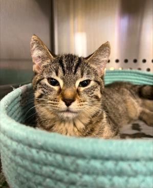 Rosa MC, an adopted Domestic Short Hair in Baldwin, MD_image-1