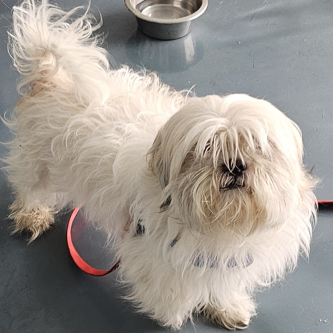 Enlarge Chewy, a Adoptable mixed breed in Hillsdale, NJ image 2/2