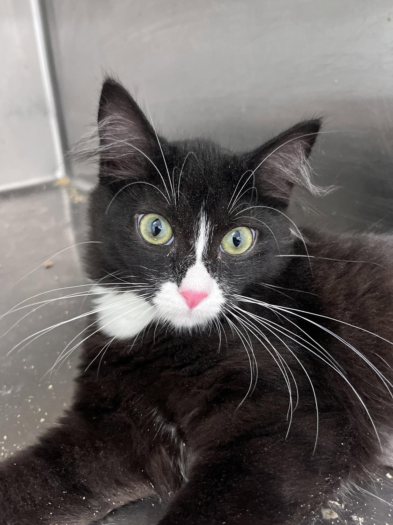 Enlarge Zelda, a Adoptable mixed breed in Carrollton, GA image 2/3