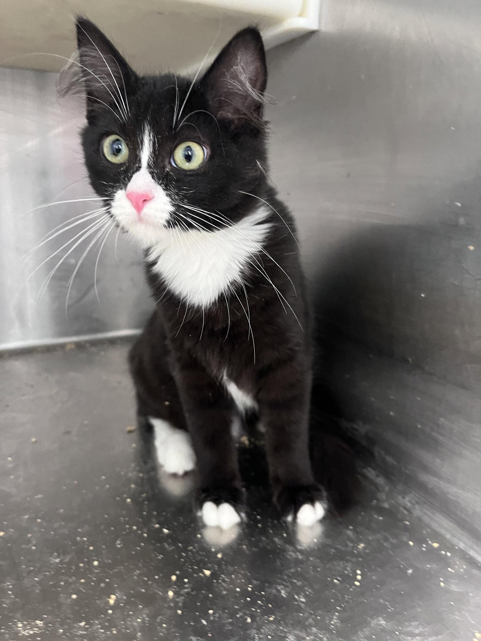 Enlarge Zelda, a Adoptable mixed breed in Carrollton, GA image 3/3