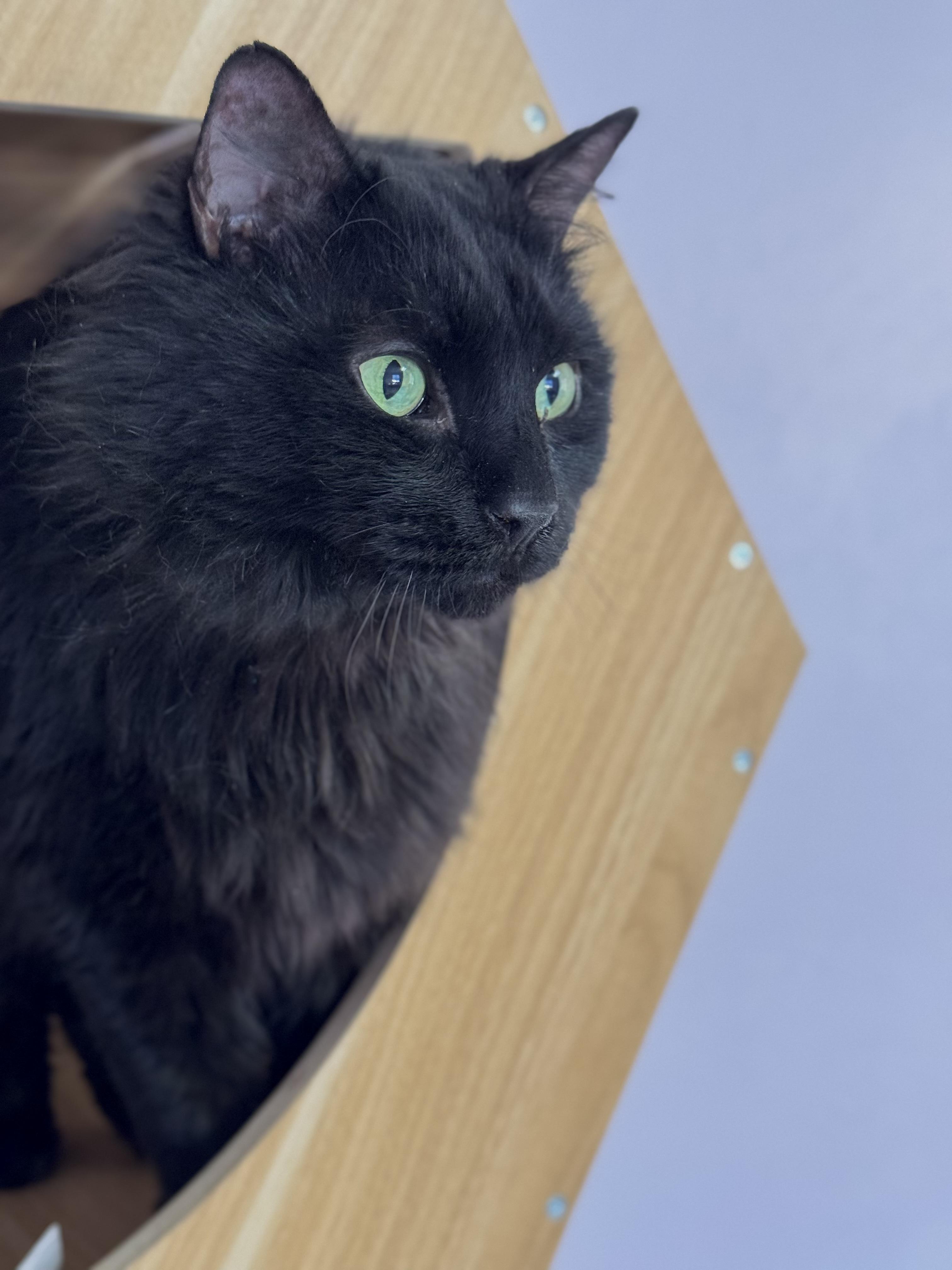 Enlarge Milo, a Adoptable mixed breed in Lakewood, CO image 1/2