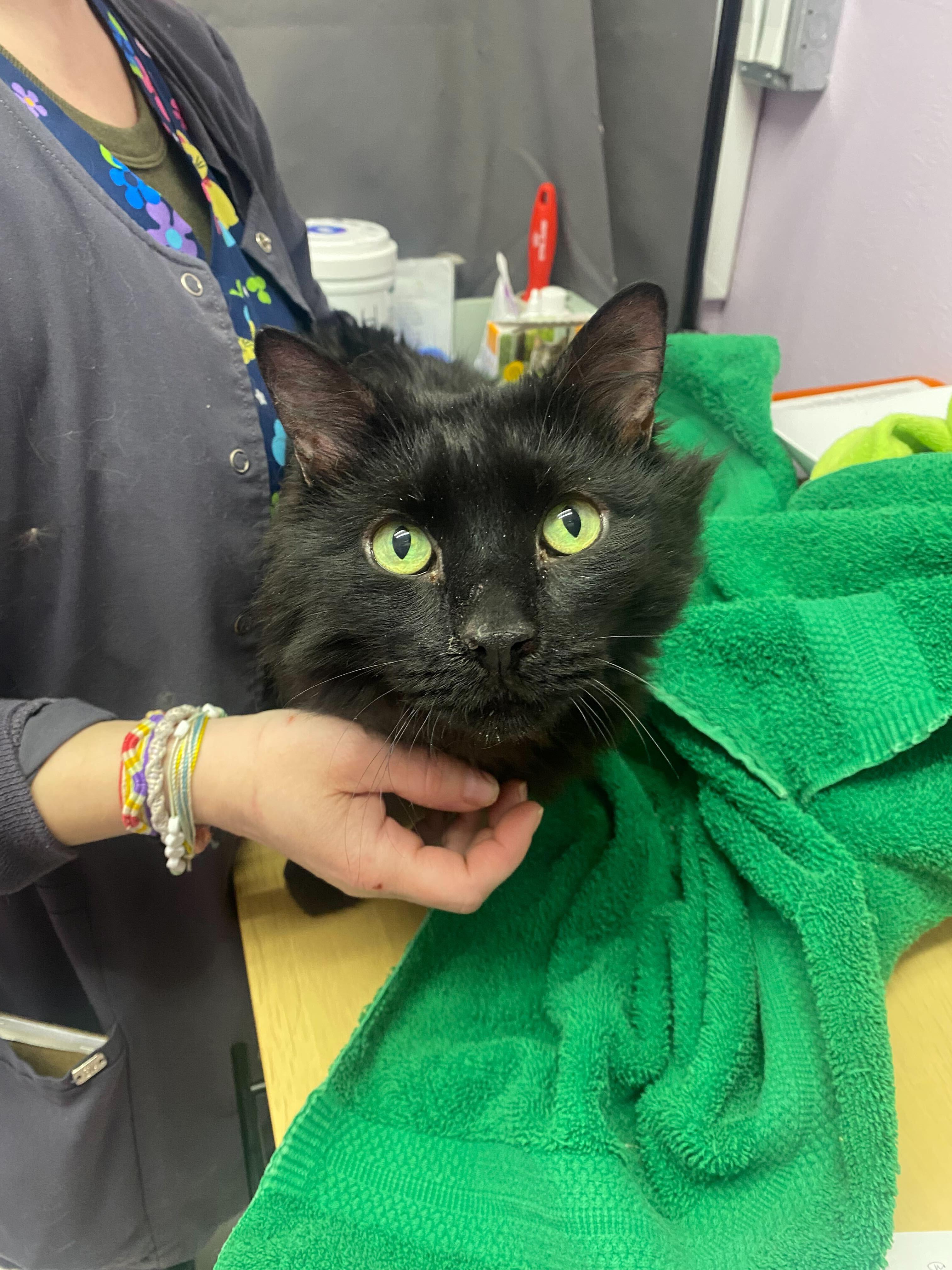 Enlarge Milo, a Adoptable mixed breed in Lakewood, CO image 2/2