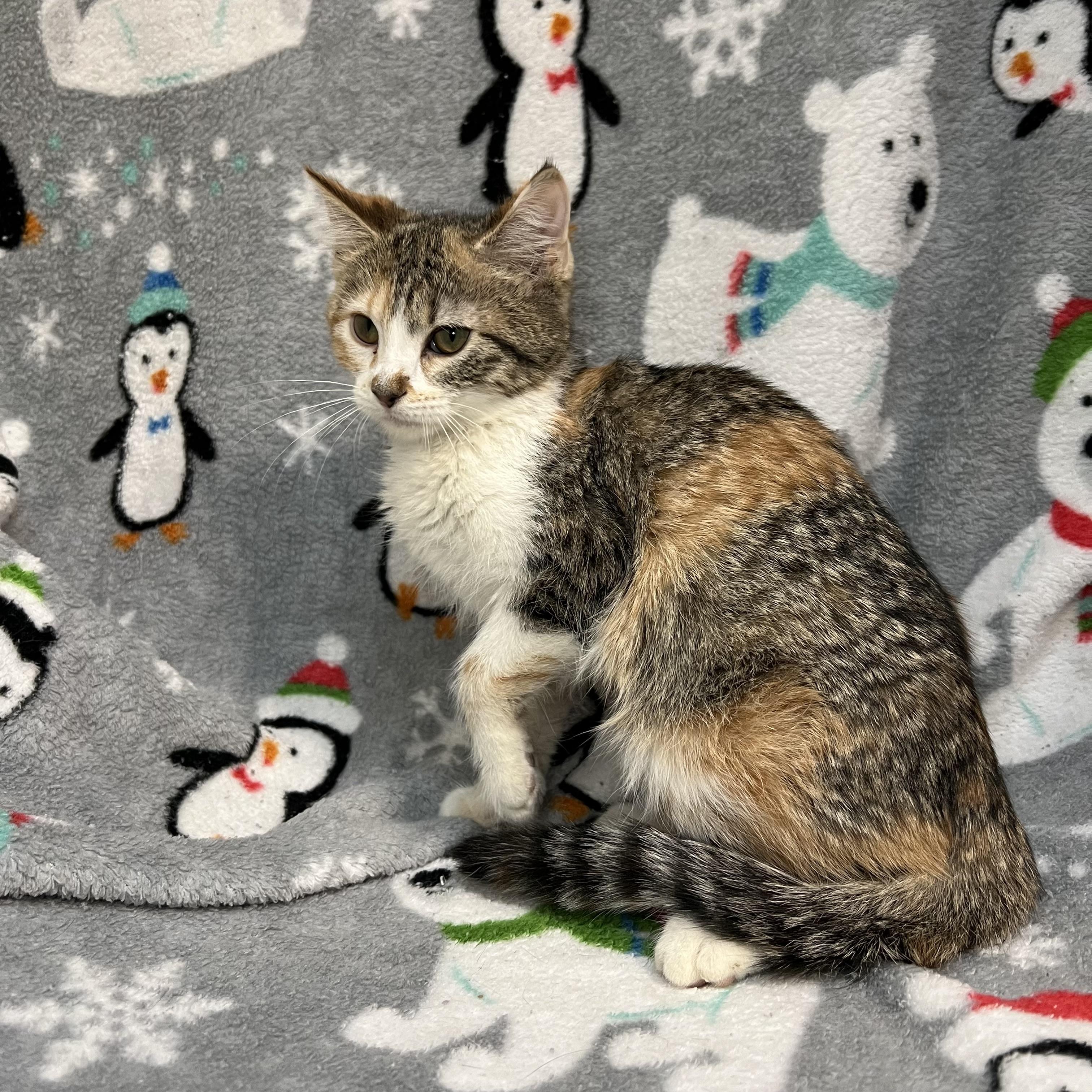 Enlarge Tranquility, a ADOPTABLE Domestic Short Hair in Fairmont, MN image 4/5