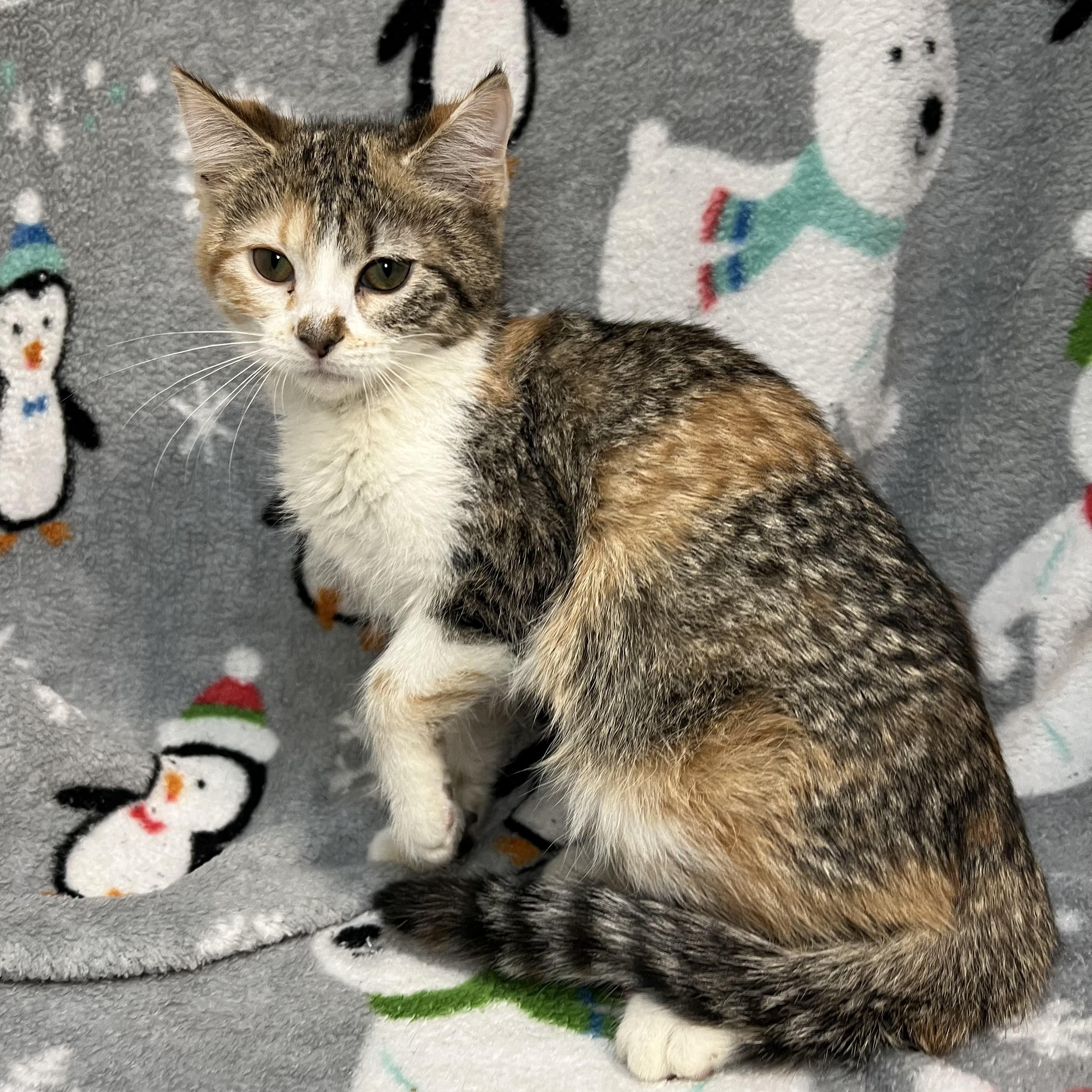 Tranquility, ADOPTABLE, Kitten Female Domestic Short Hair.