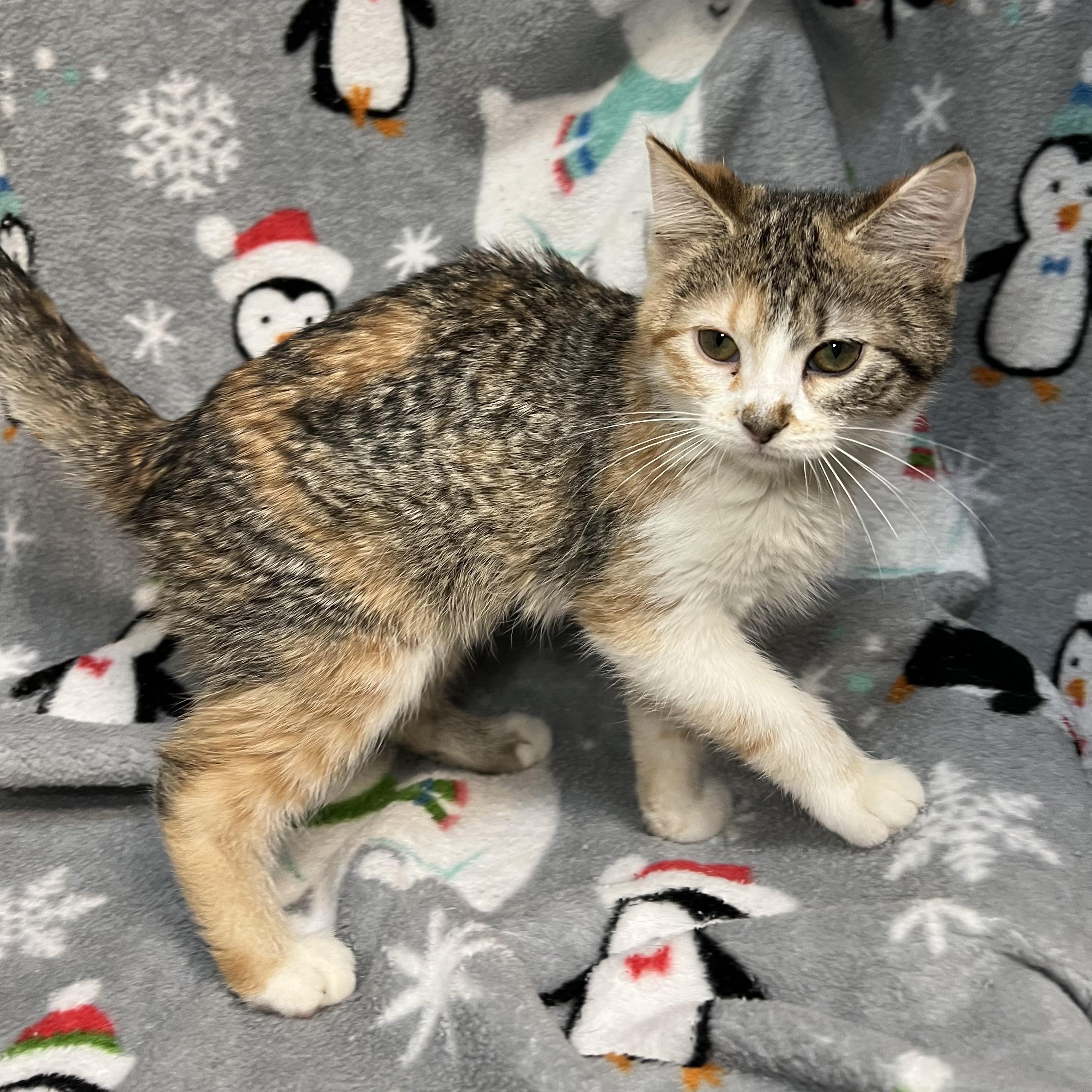 Enlarge Tranquility, a ADOPTABLE Domestic Short Hair in Fairmont, MN image 2/5